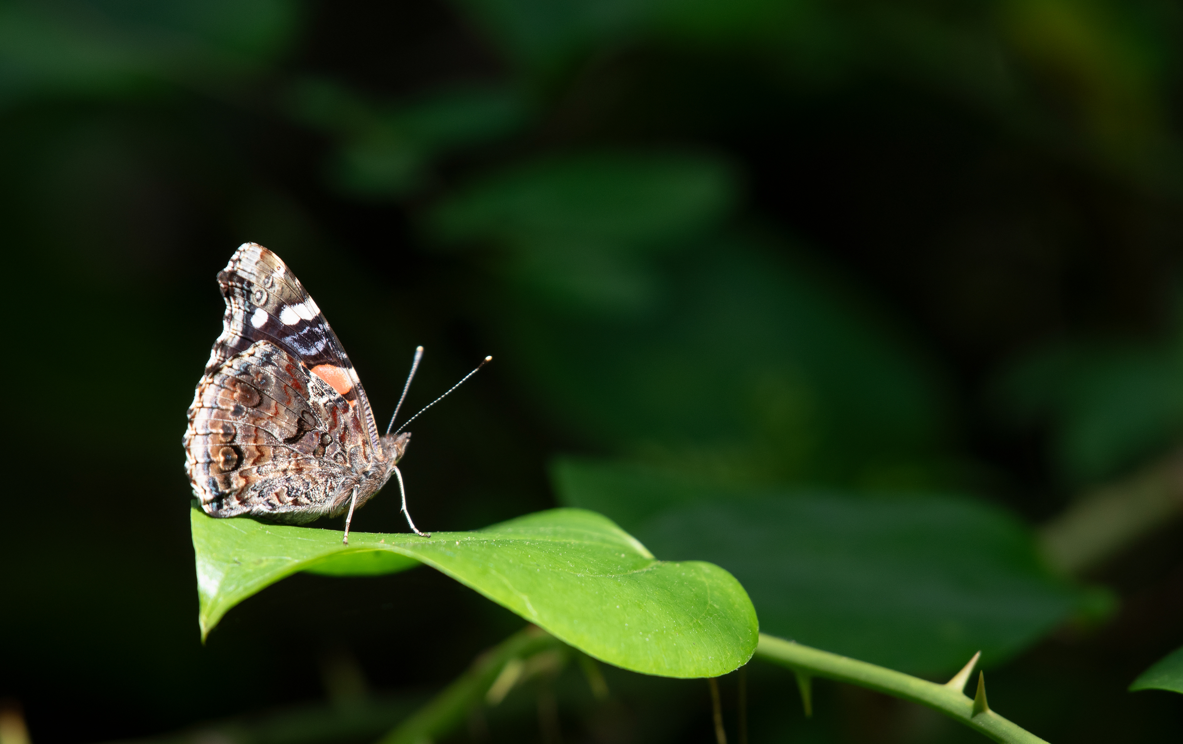 Red Admiral June 20, 2024 Halibut Point SP, MA USA