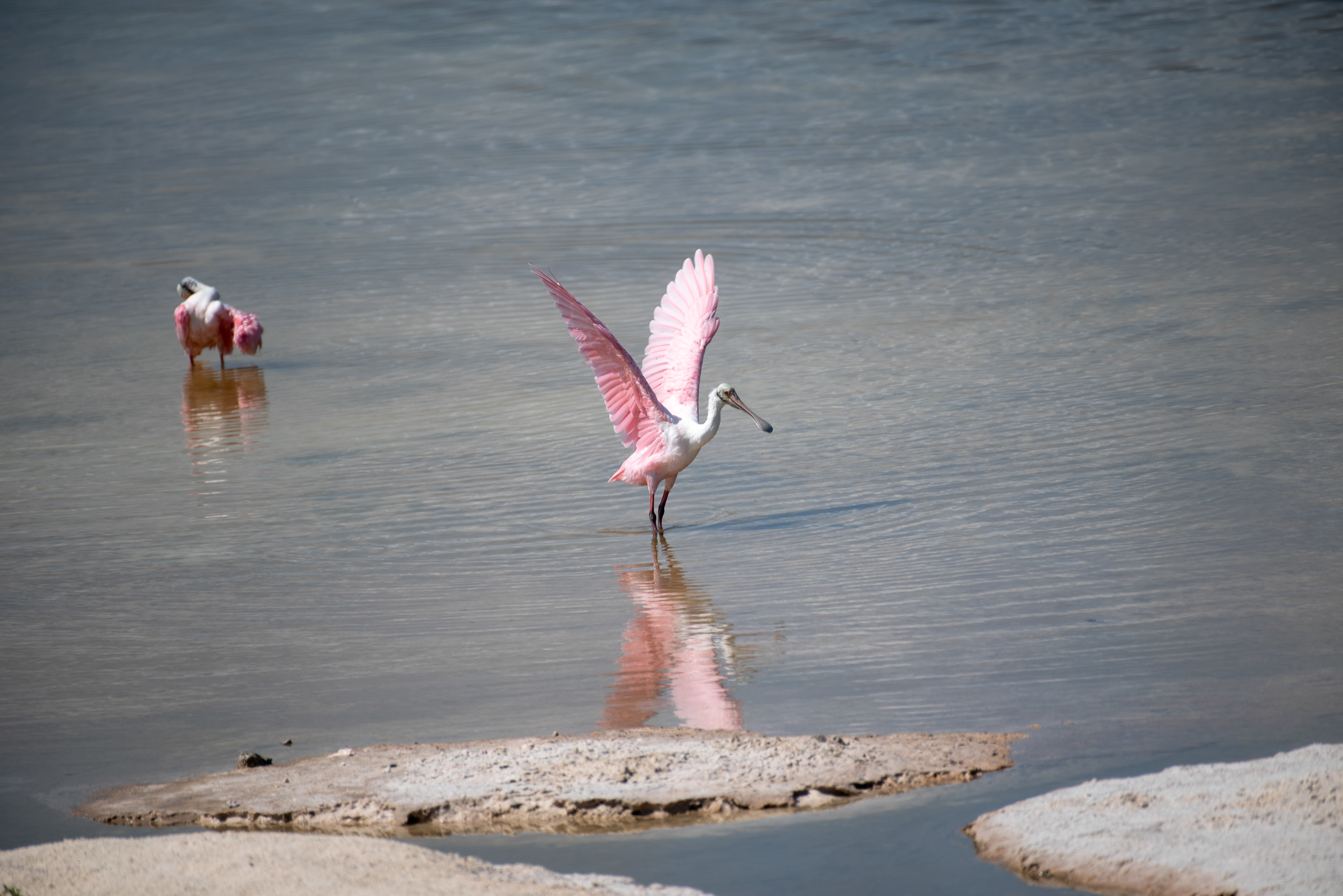 Roseate Spoonbill Aug 23, 2019 Cozumel, MX