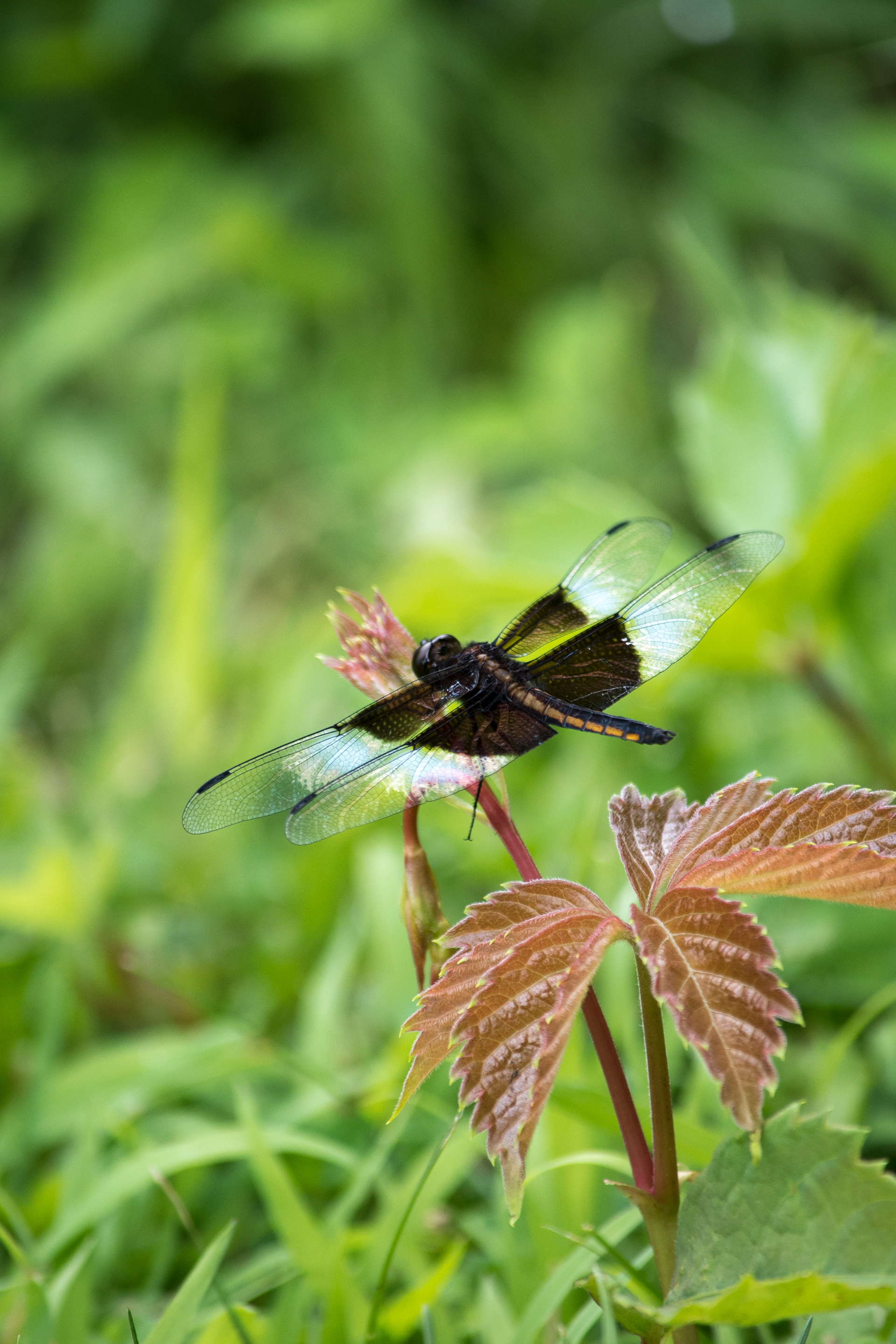 Widow Skimmer July 23, 2019 Jefferson, ME USA