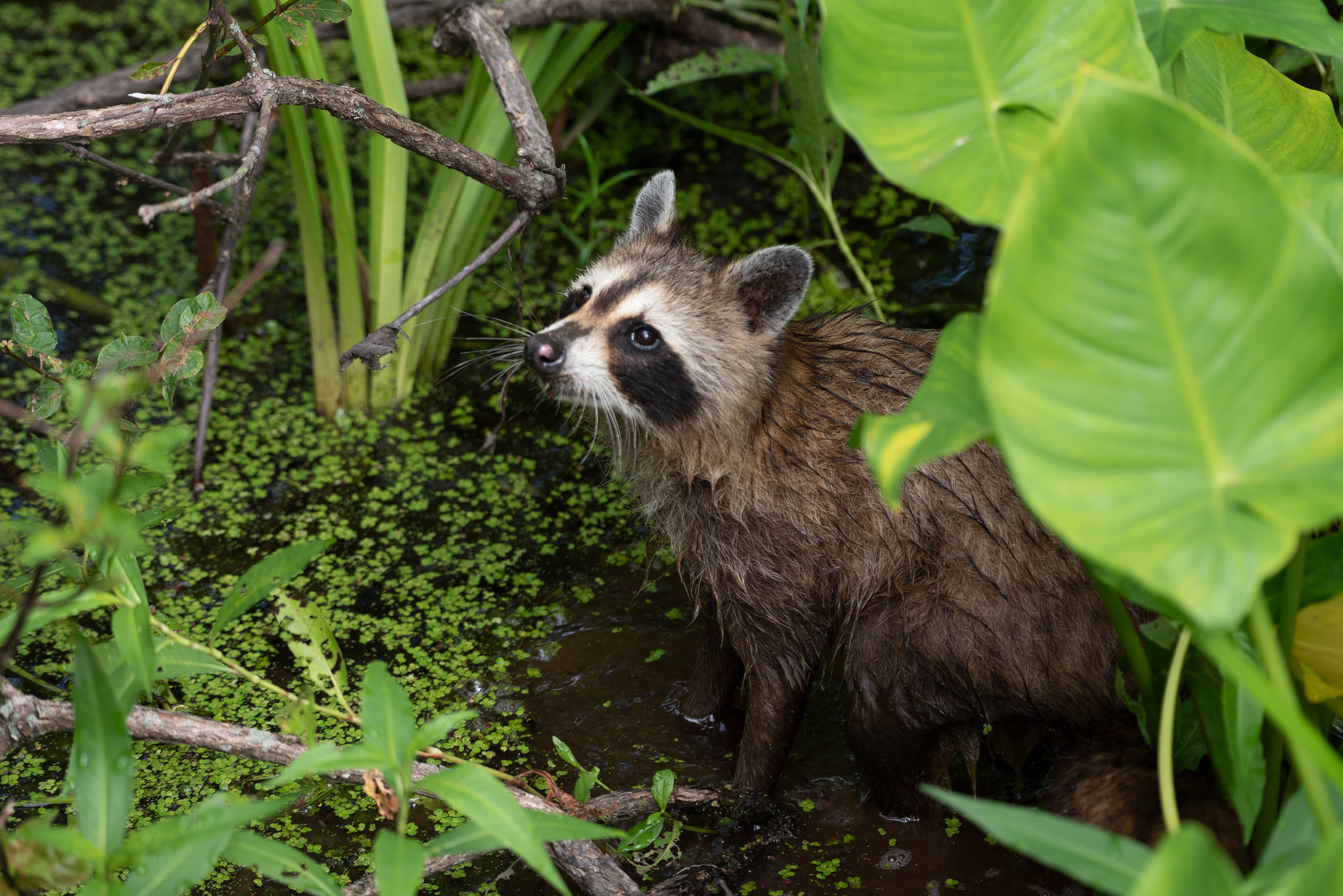 Northern Raccoon July 3, 2020 Great Swamp NWR, NJ USA