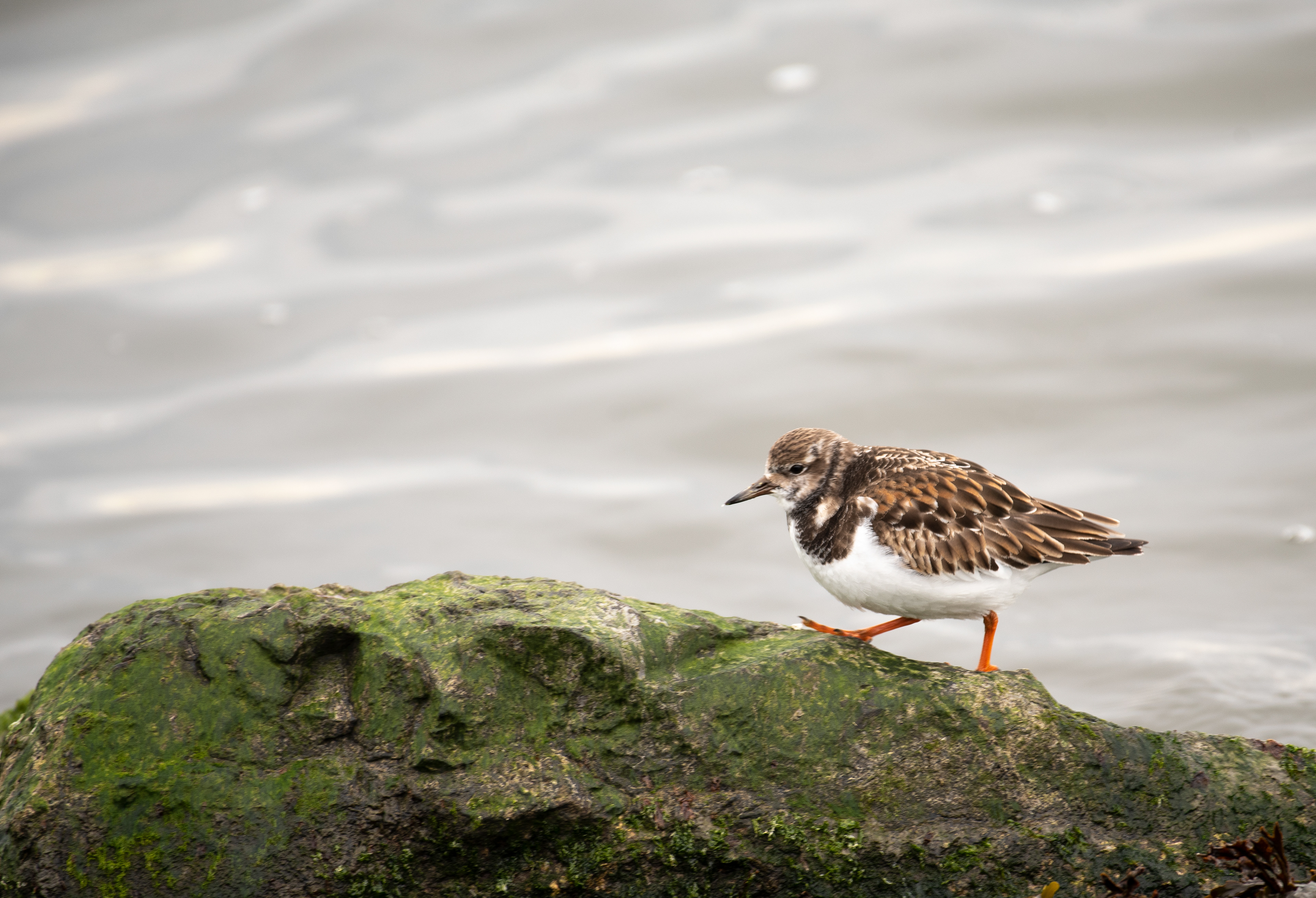 Ruddy Turnstone Jan 8, 2021 Barnegat Lighthouse State Park, NJ USA