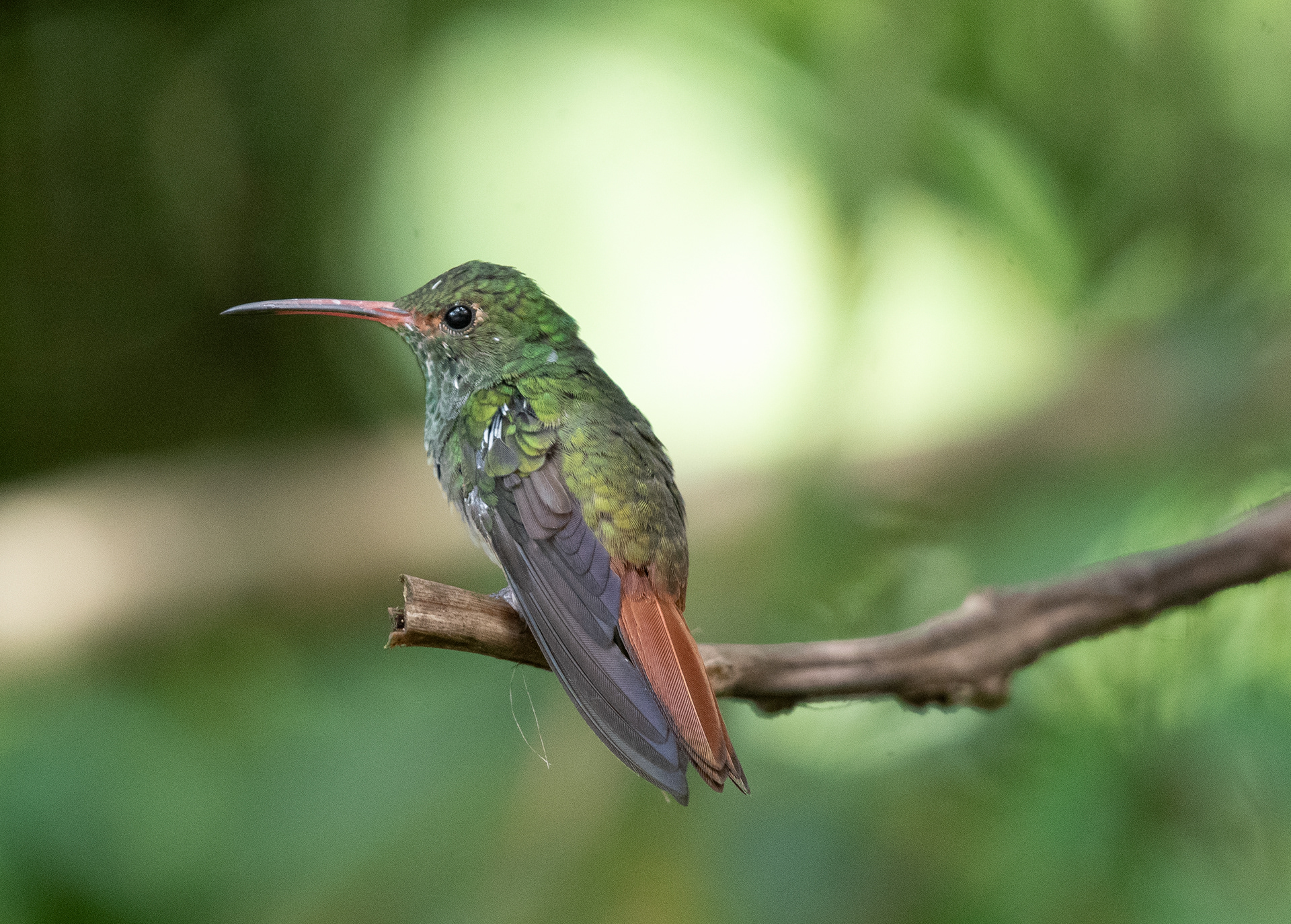 Rufous Tailed Hummingbird Aug 6, 2023 Mindo, Ecuador