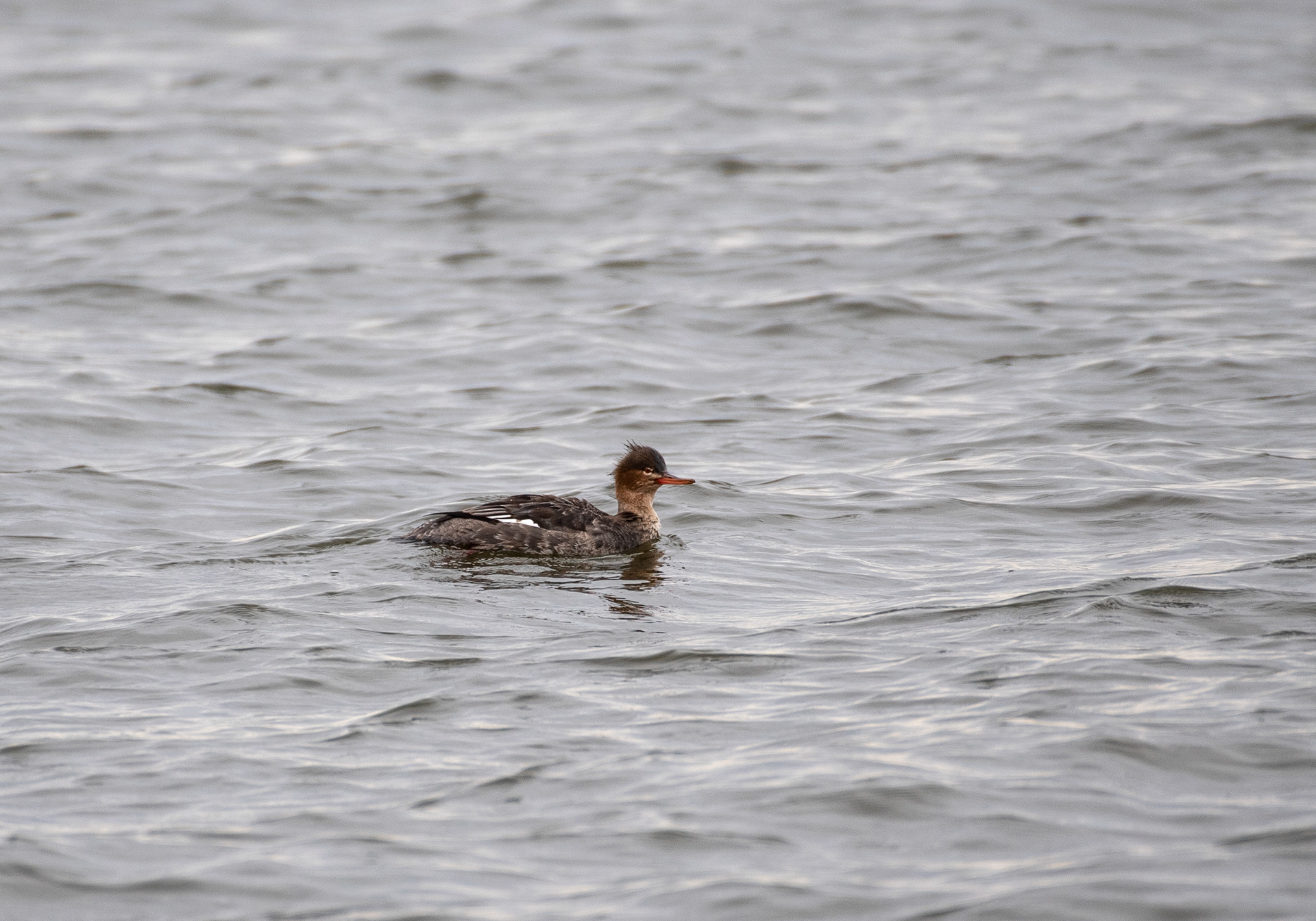 Red Breasted Merganser Jan 8, 2021 Barnegal Lighthouse State Park, NJ USA
