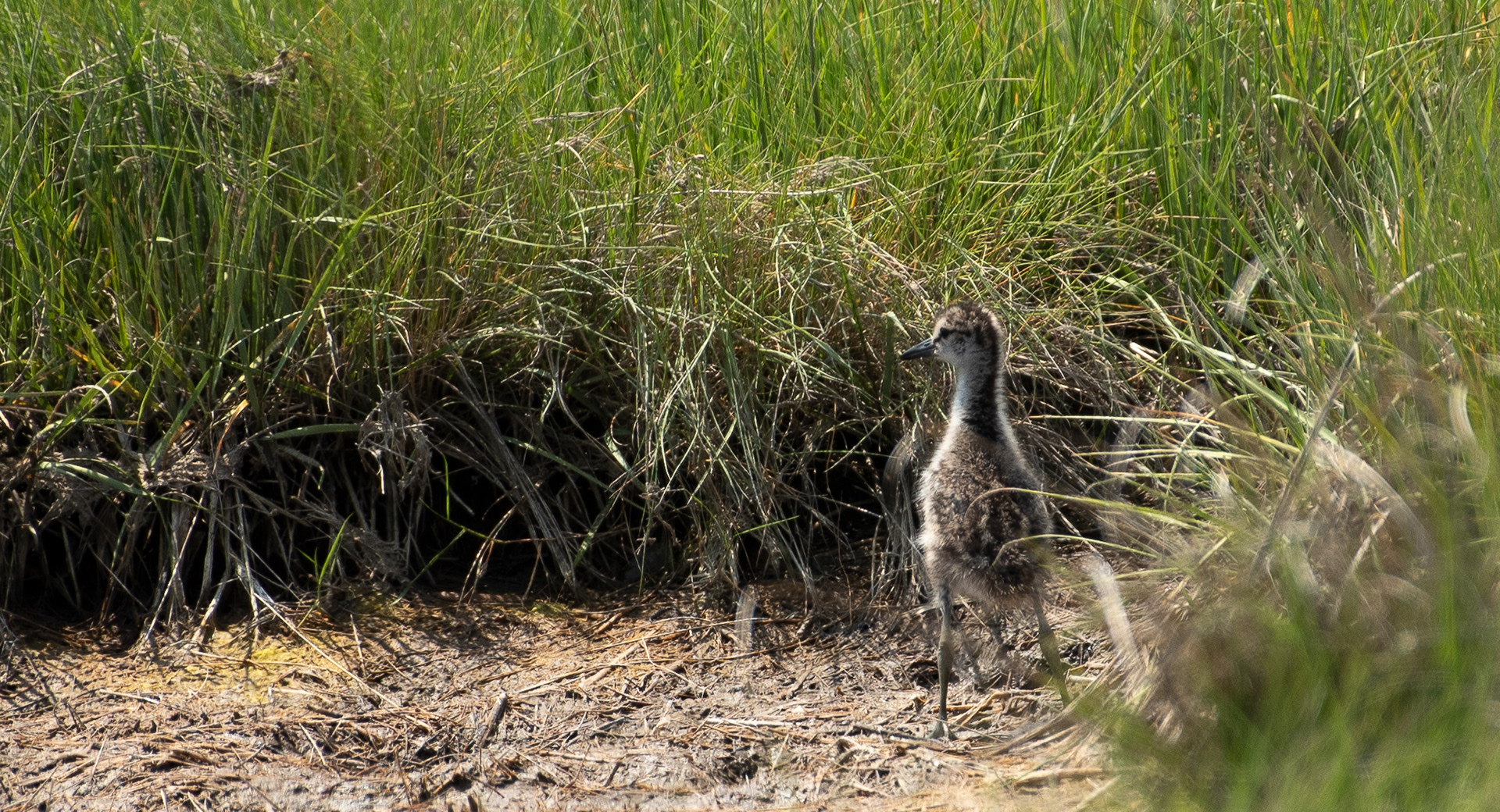 Willet Chick June 20, 2024 Parker River NWR, MA USA