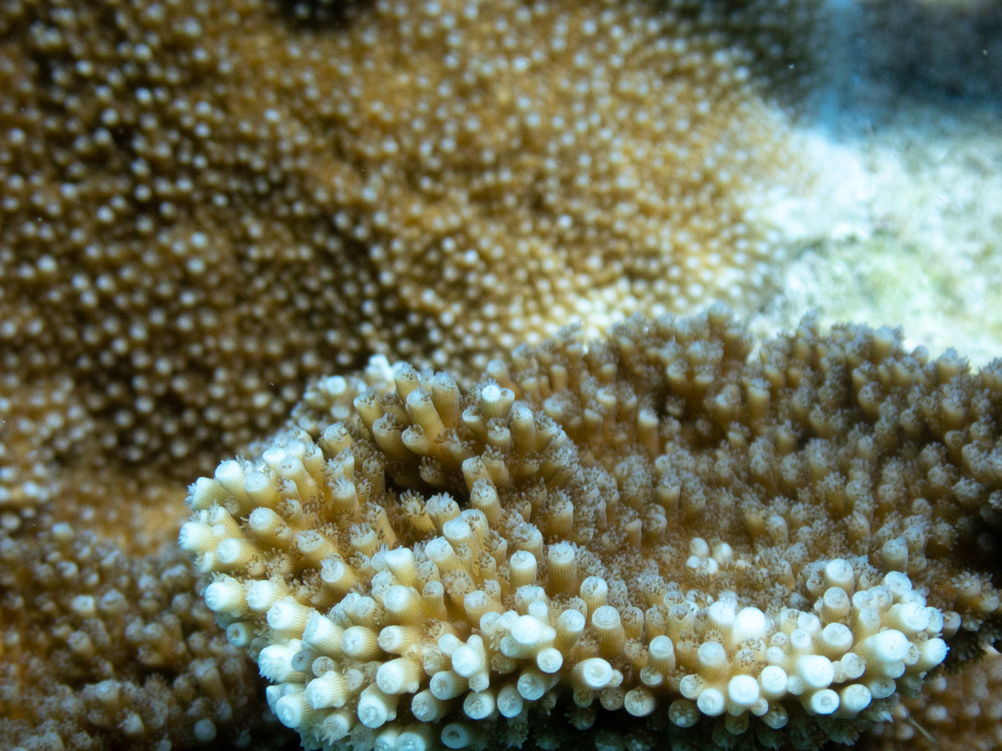 Elkhorn Coral Mar 16, 2020 Key Largo, FL USA