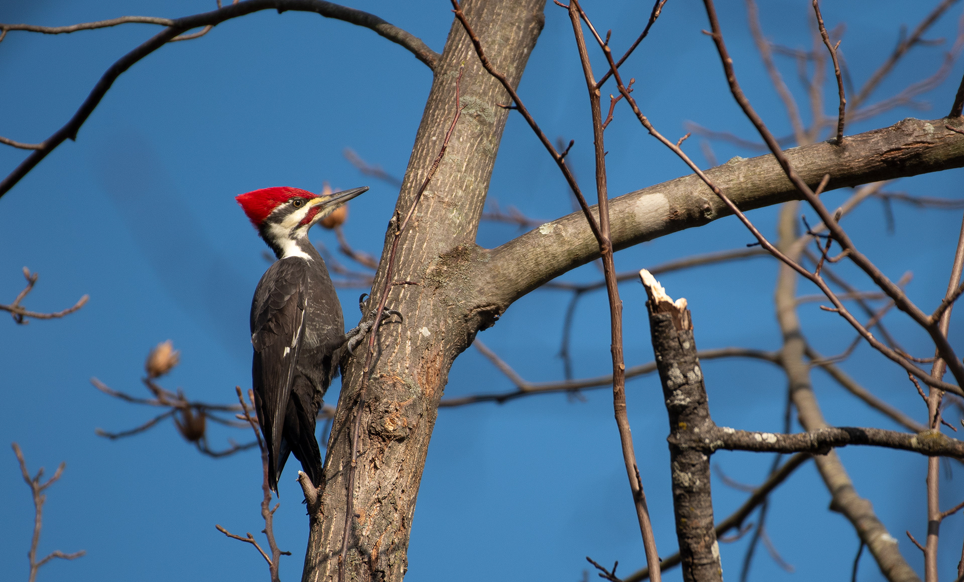 Pileated Woodpecker Nov 24, 2023 Round Valley Reservoir, Lebanon, NJ USA