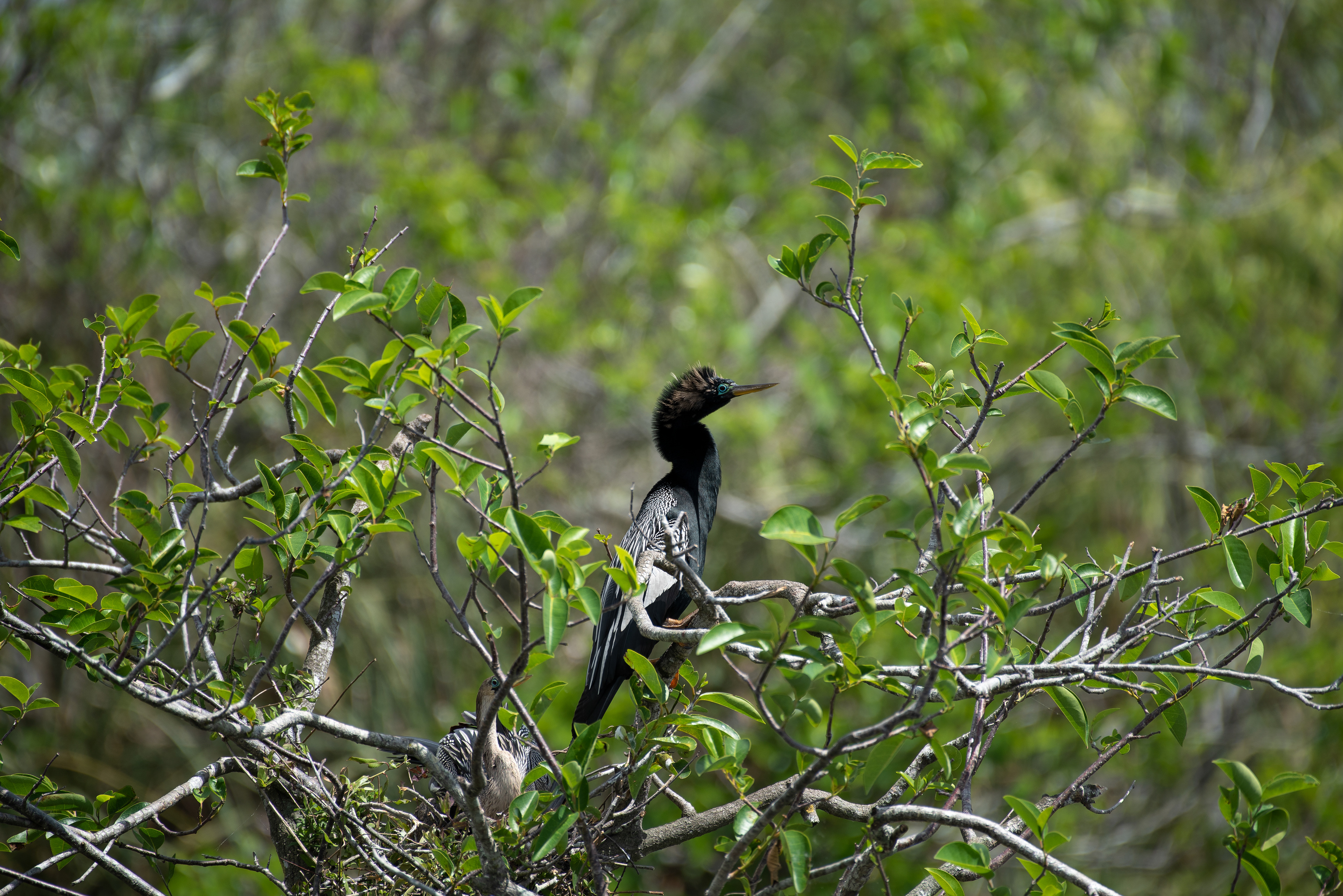 Anhinga Mar 17, 2020 Everglades National Park, FL USA