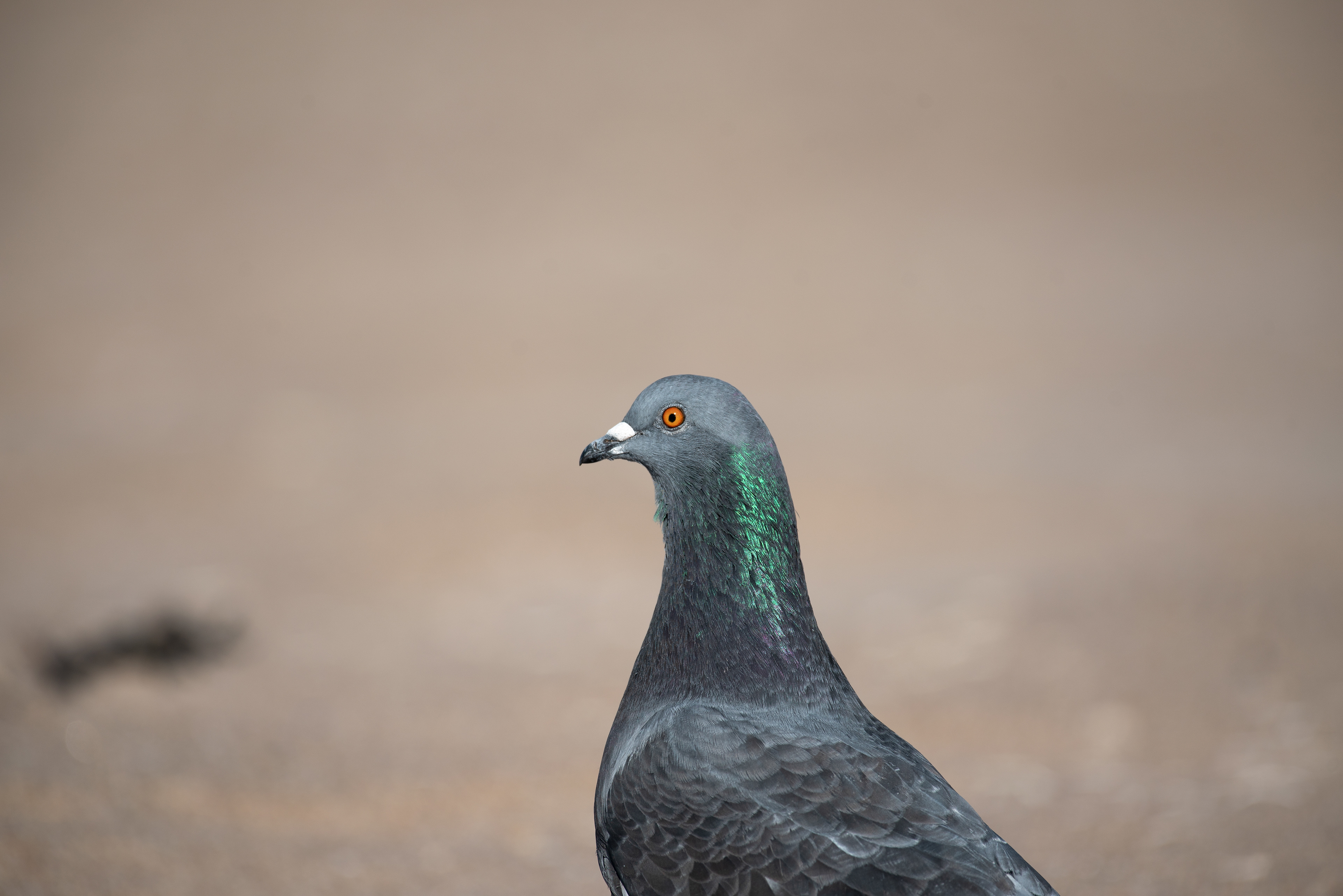 Rock Pigeon Dec 20, 2019 Coney Island, NY USA