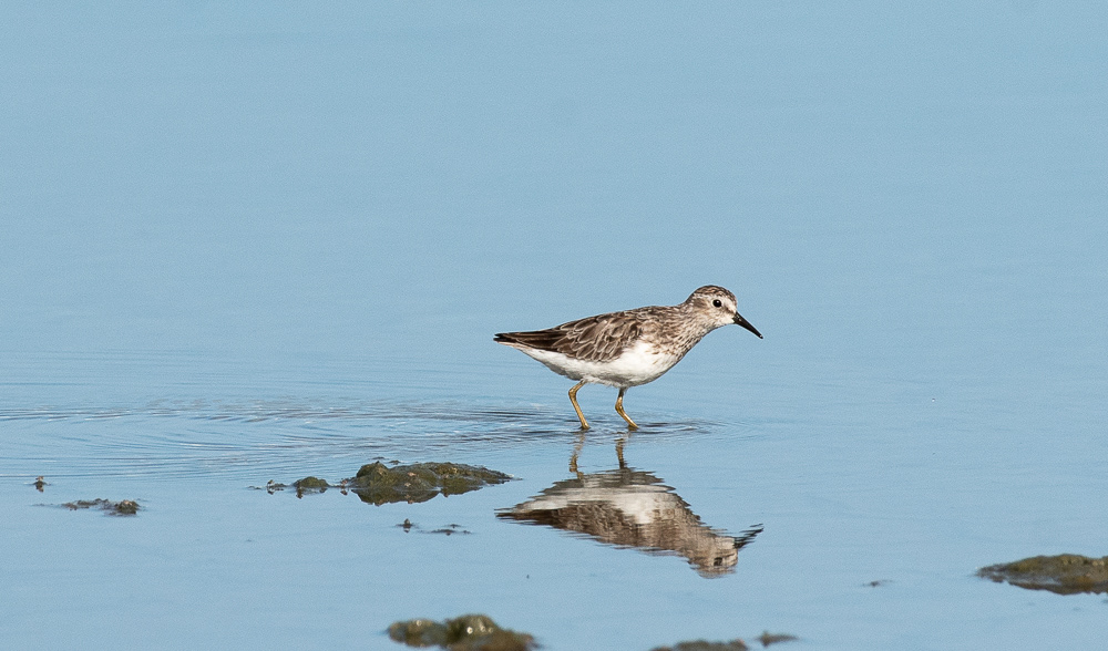 Least Sandpiper Aug 15, 2025 Bonaire