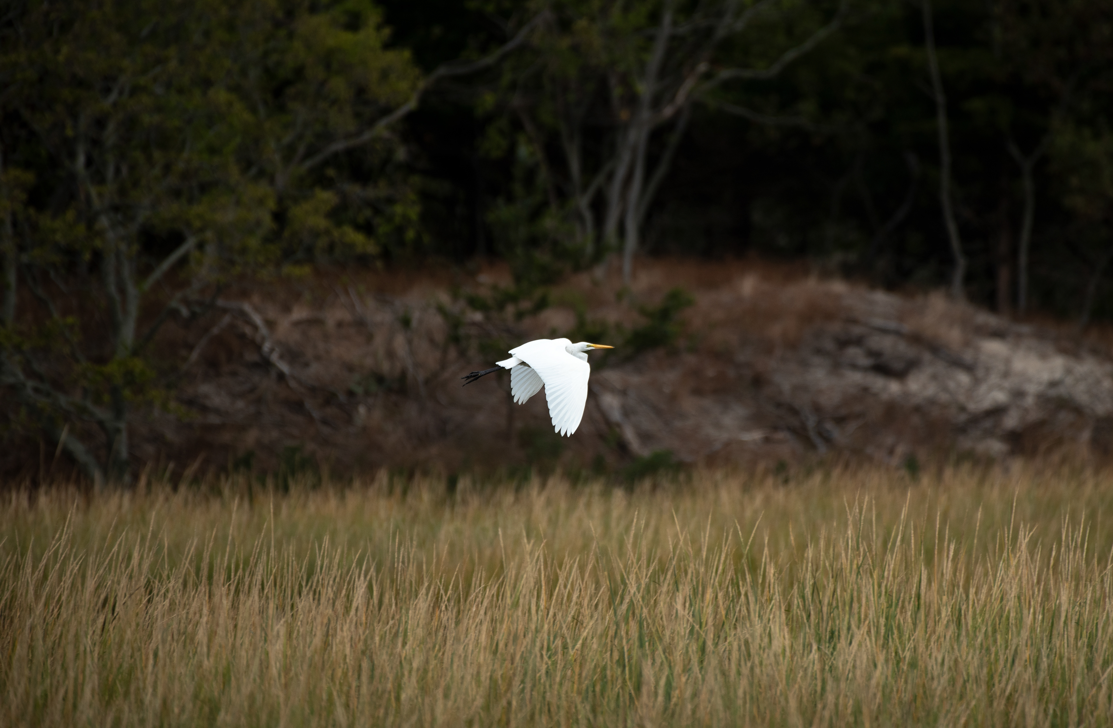 Great Egret Oct 10, 2020 Sandy Hook, NJ USA