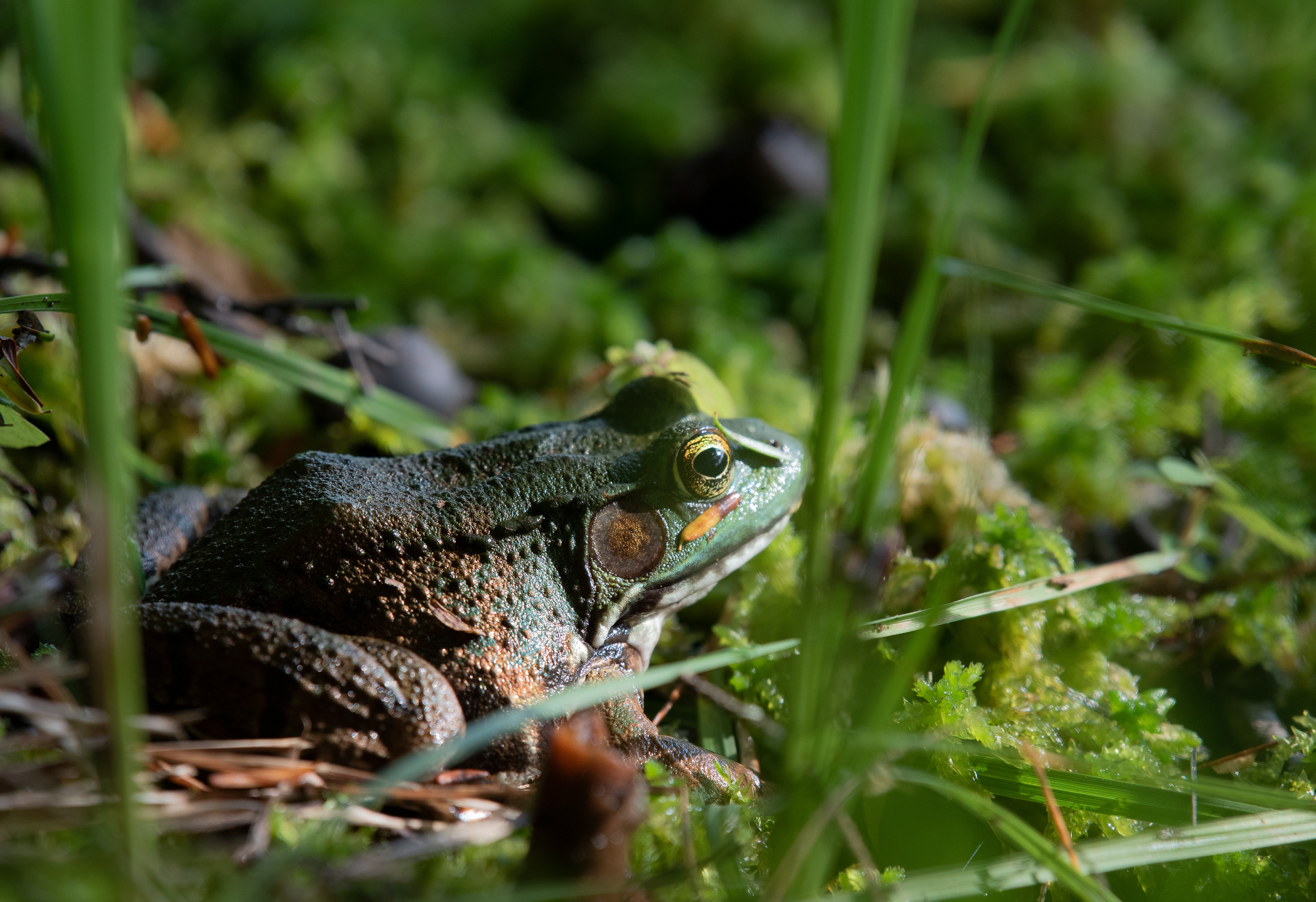 Green Frog Aug 14, 2020 Sky Lake, NY USA