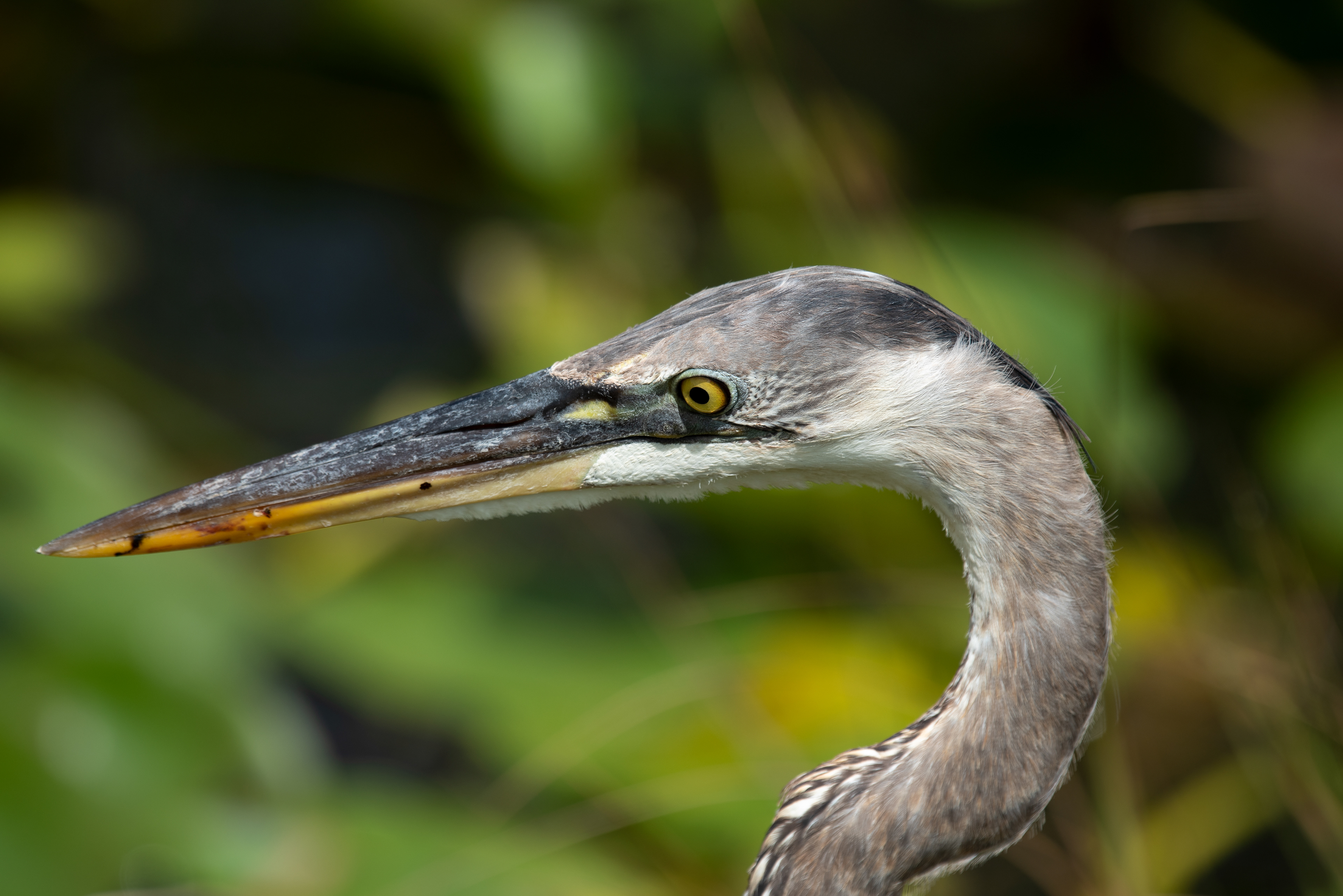 Great Blue Heron Mar 17, 2020 Everglades National Park, FL USA