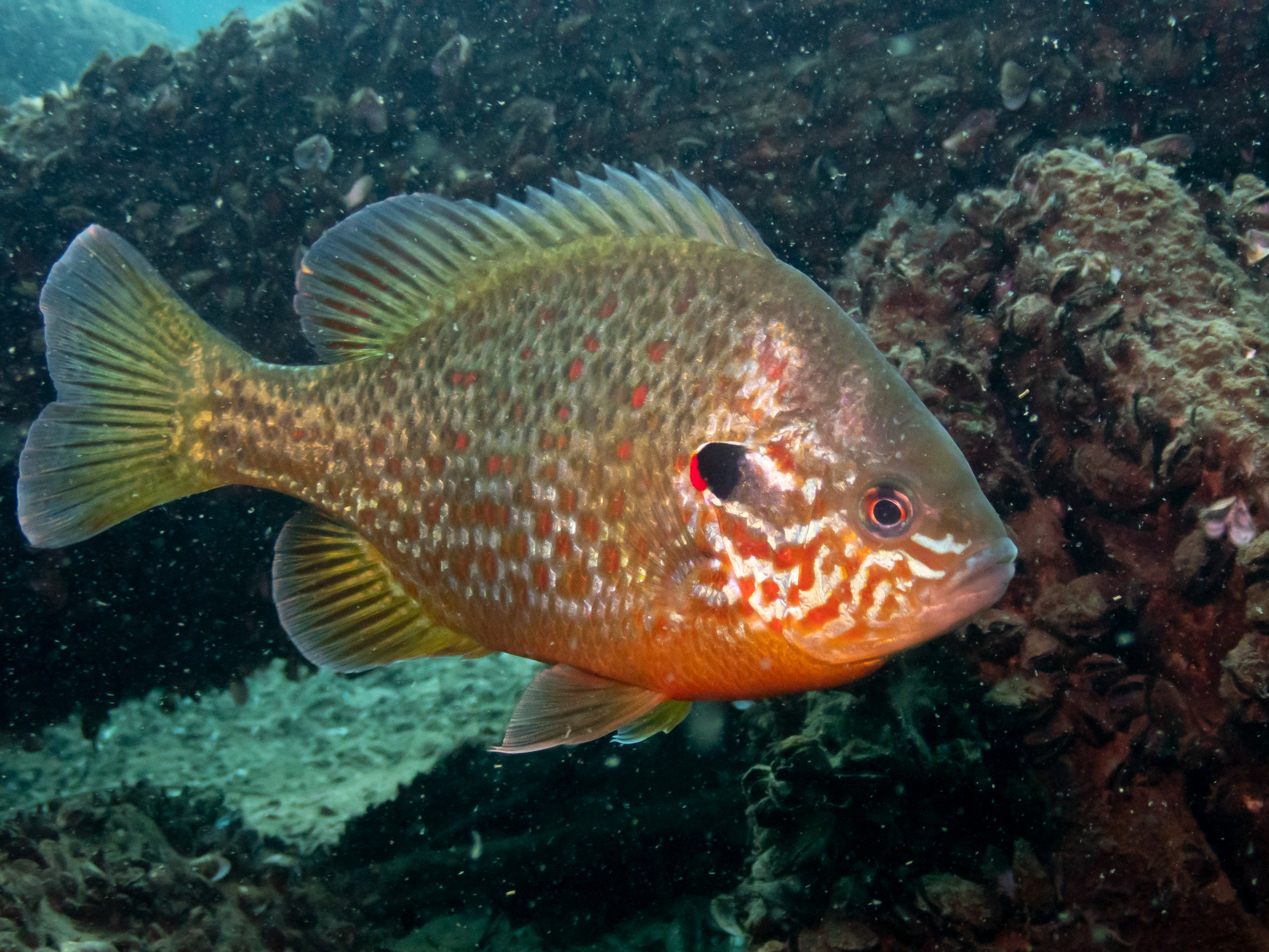 Pumpkinseed Sunfish Oct 12, 2019 Dutch Springs, Bethlehem, PA USA