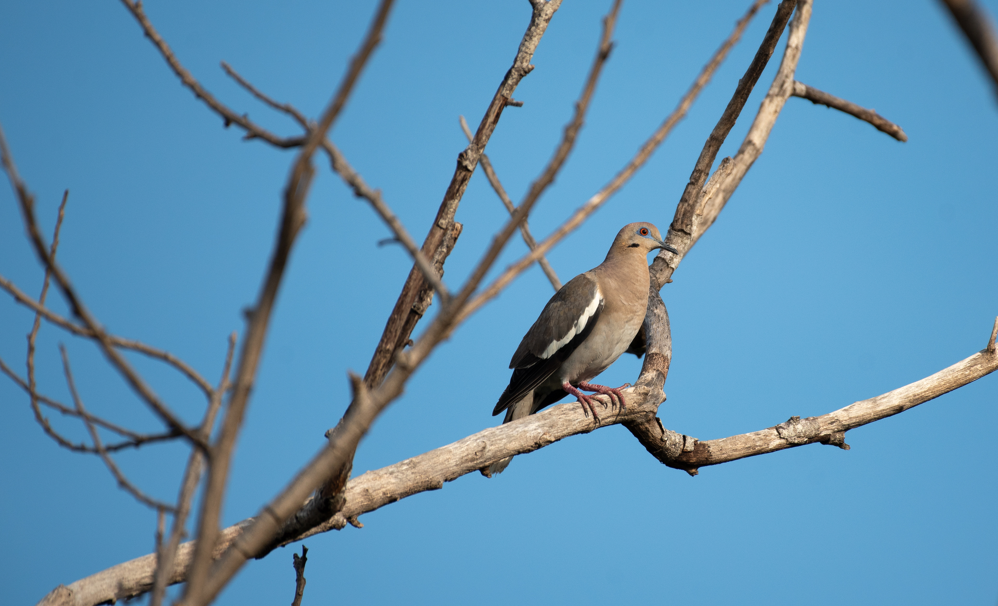 White Winged Dove Aug 11, 2024 Roatan, Honduras