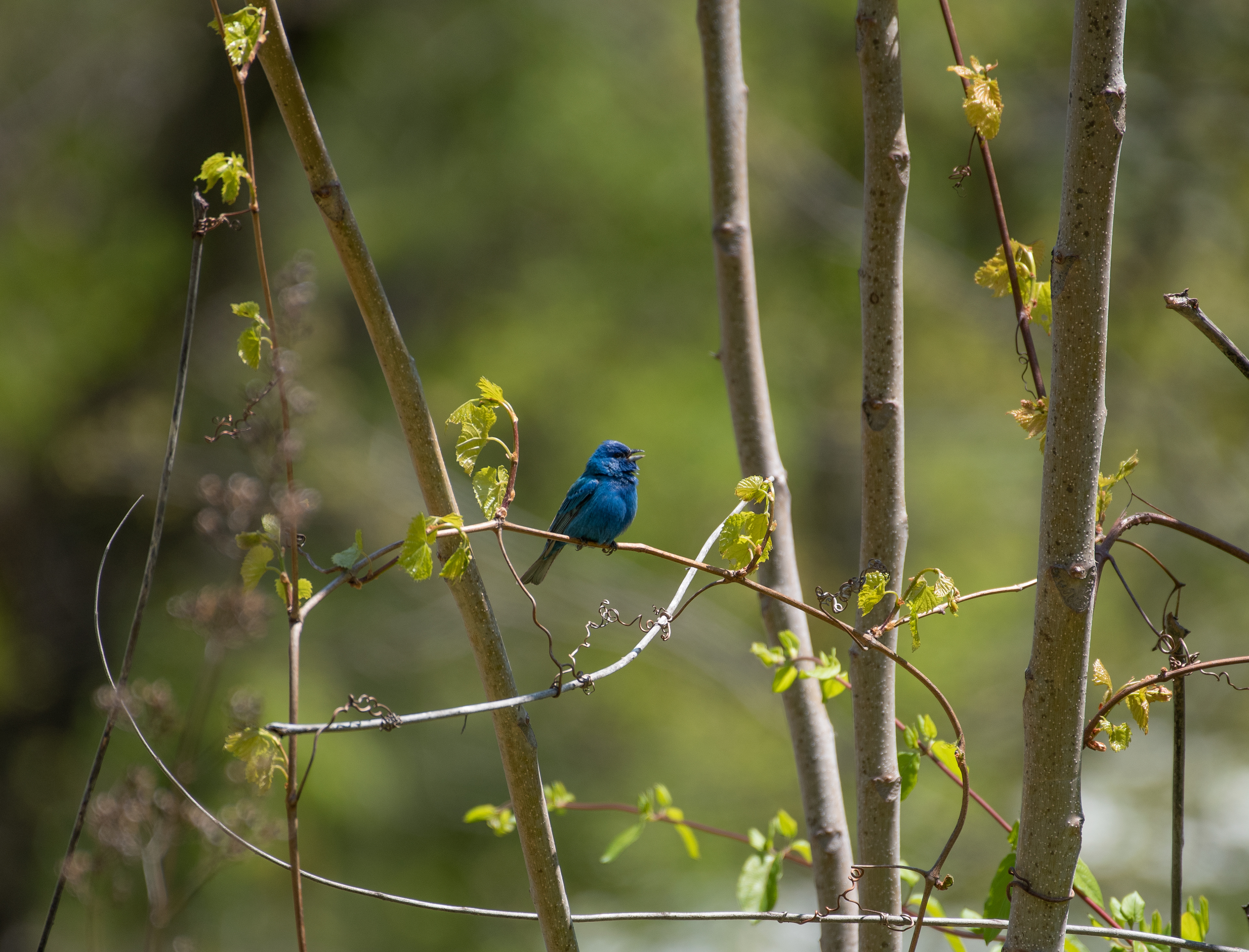 Indigo Bunting, May 10, 2020 Sourland Mountain Preserve, NJ USA