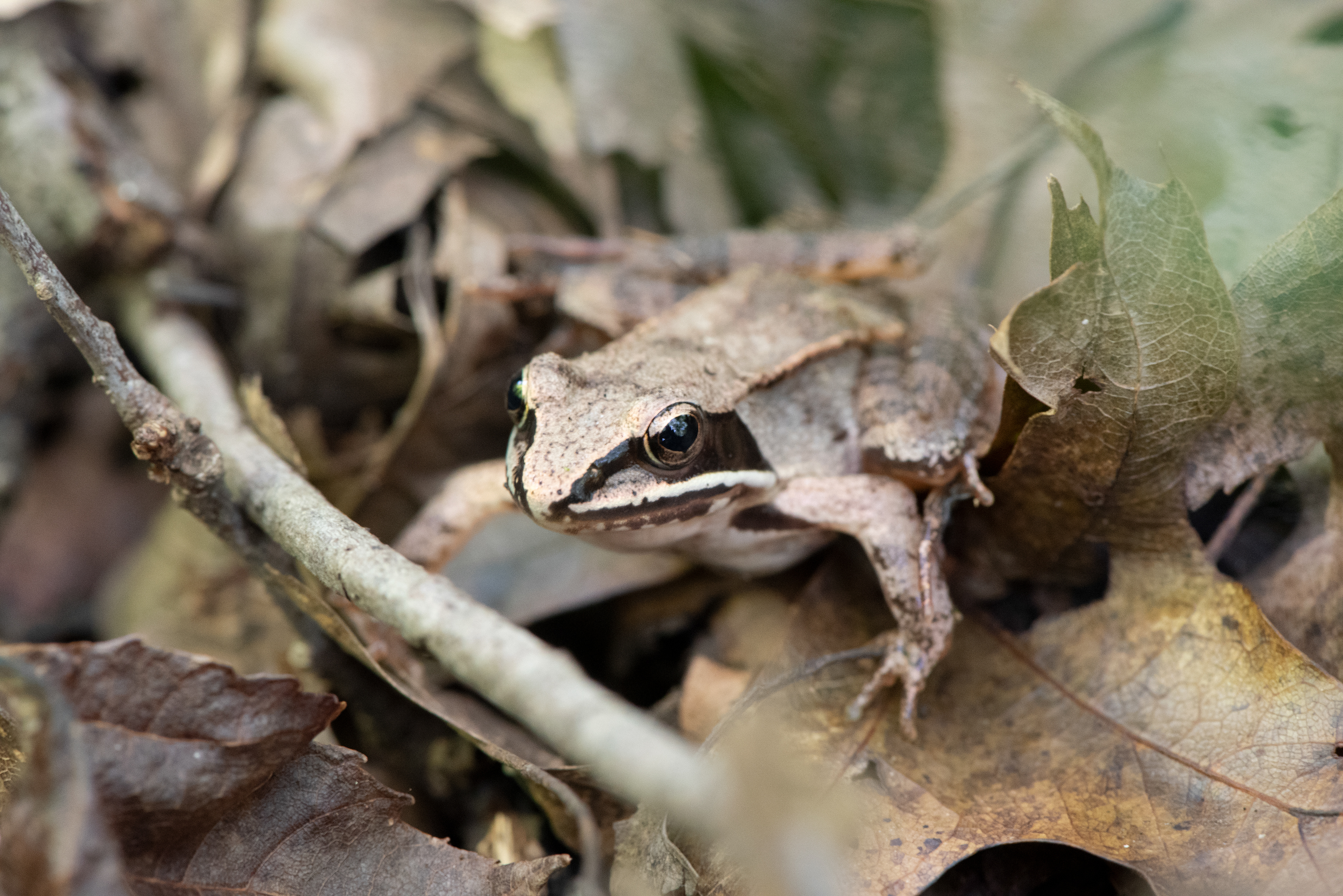 Wood Frog Sept 7, 2020 Lord Stirling Park, NJ USA