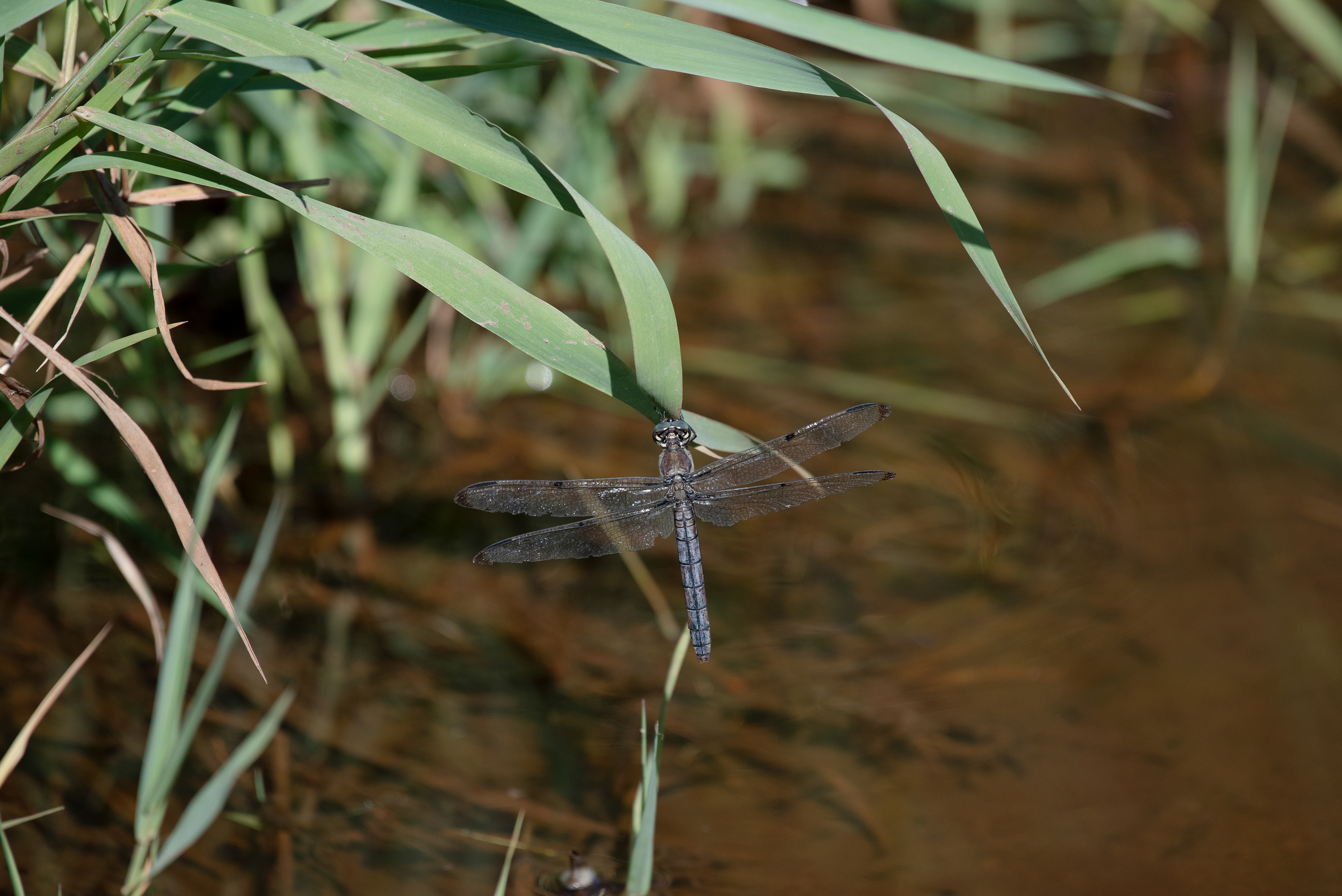 Great Blue Skimmer Sept 5, 2020 Basking Ridge, NJ USA