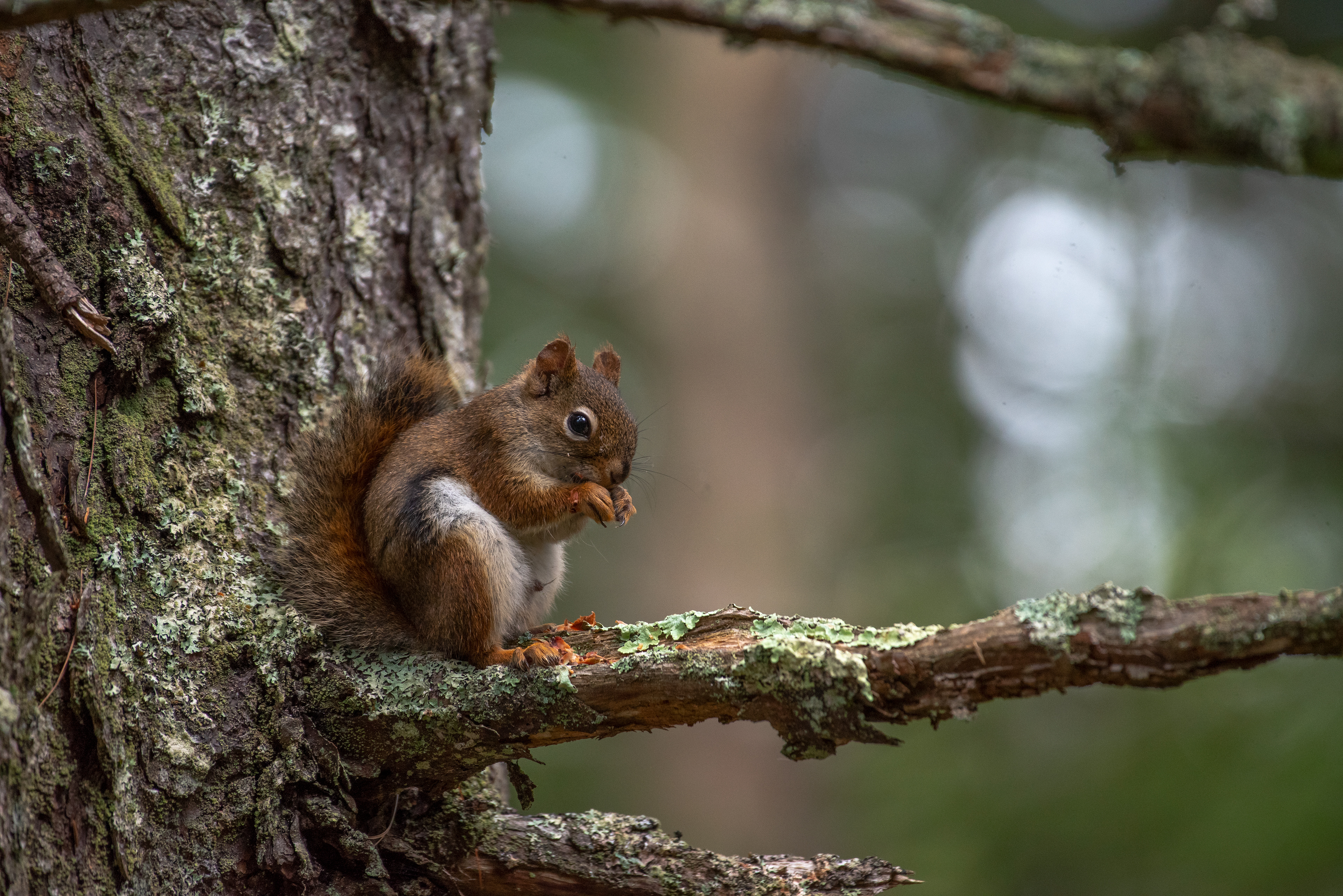 Red Squirrel Sept 6, 2021 LaVerna Preserve, ME USA