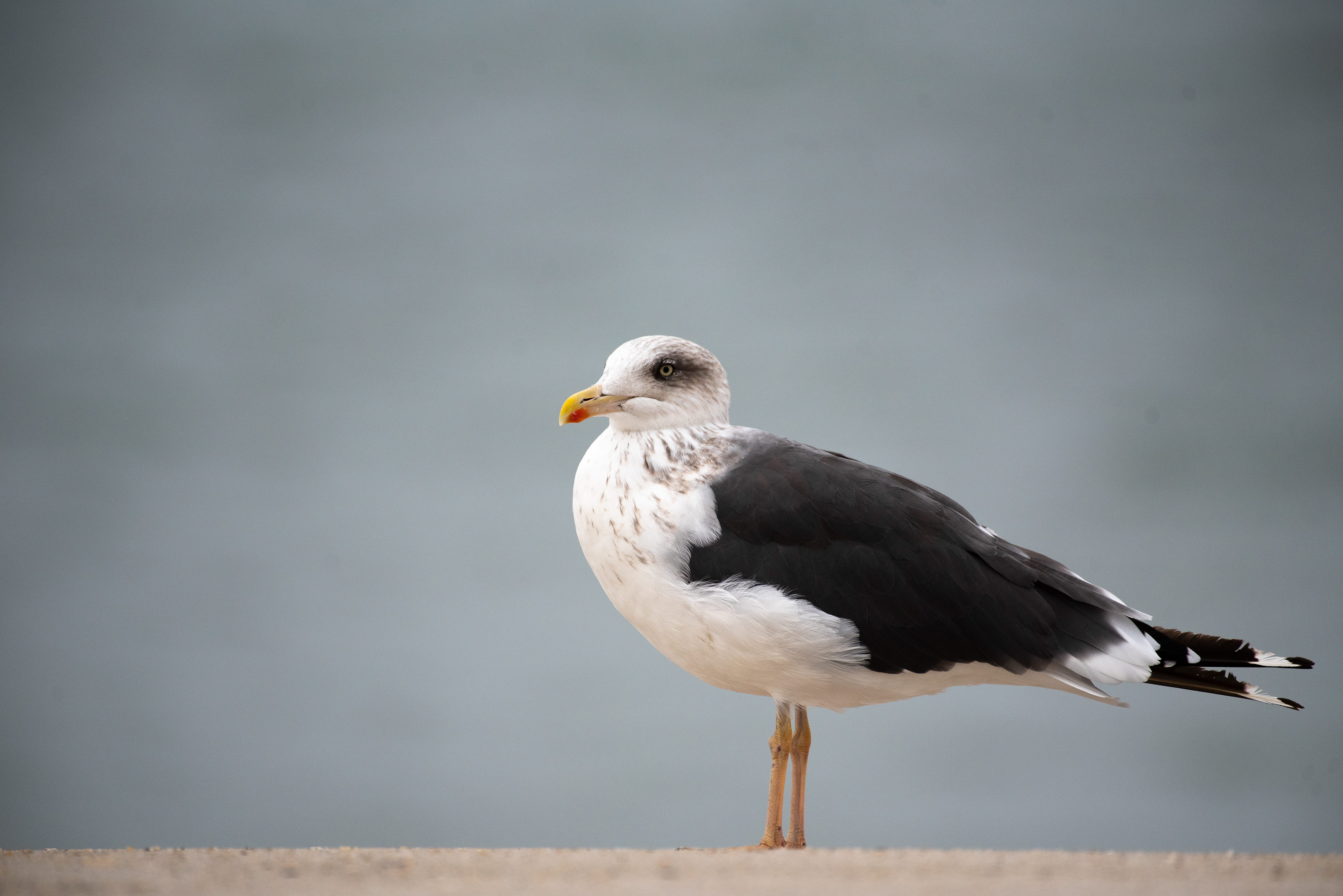 Lesser Black Backed Gull Oct 23, 2020 Cape May, NJ USA