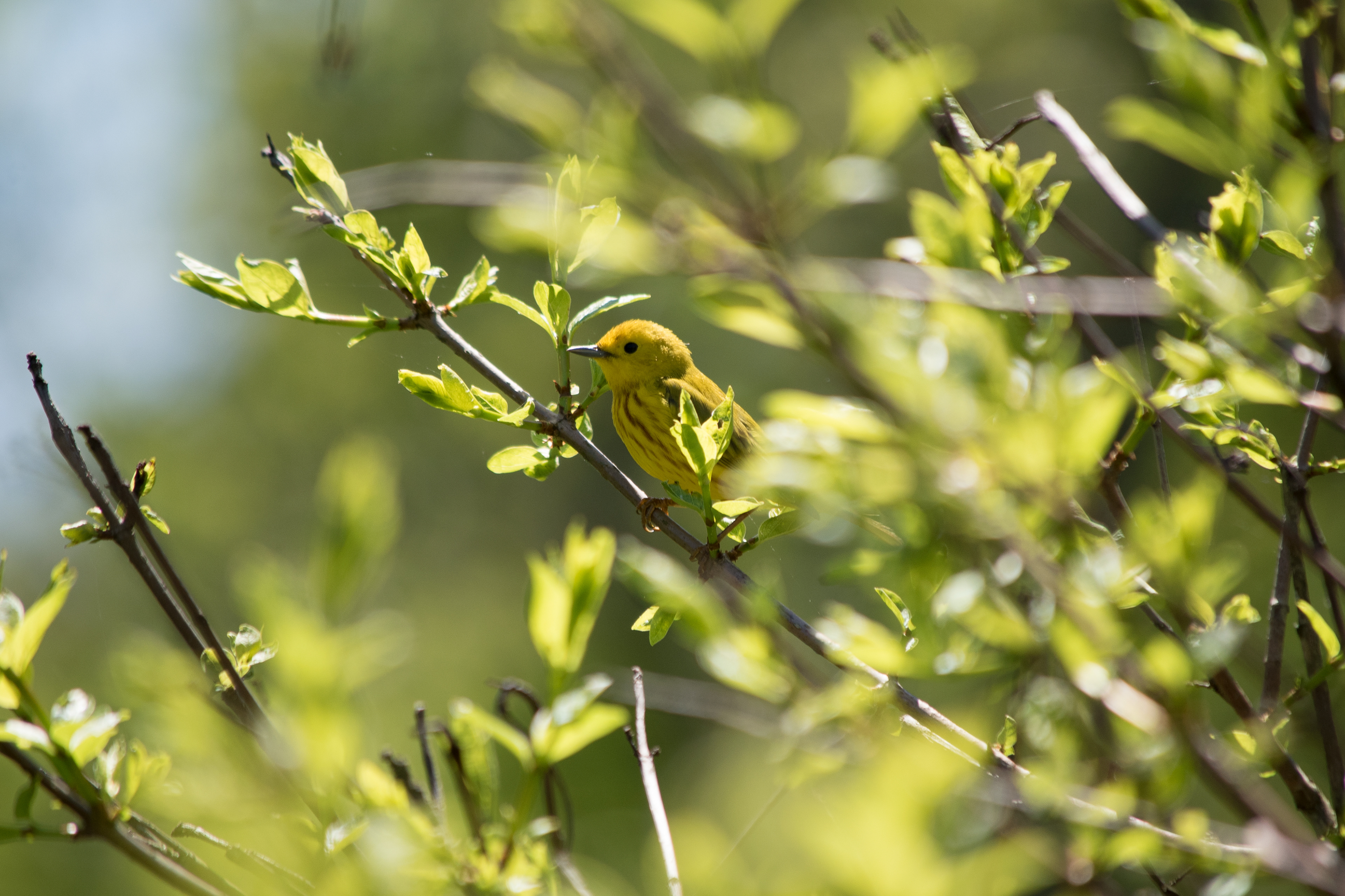 Yellow Warbler May 11, 2019 Lord Stirling Park, NJ USA