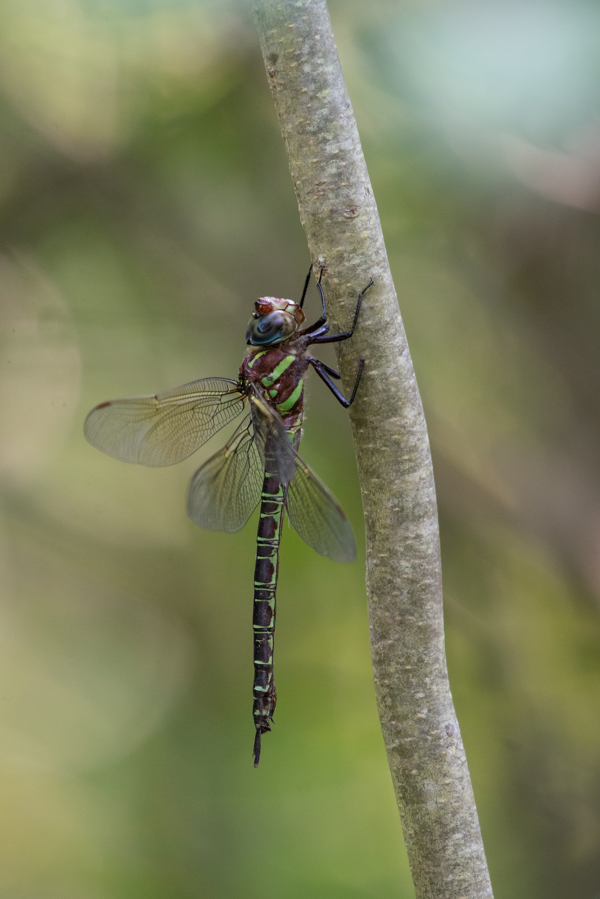 Swamp Darner June 20, 2024 Parker River NWR, MA USA