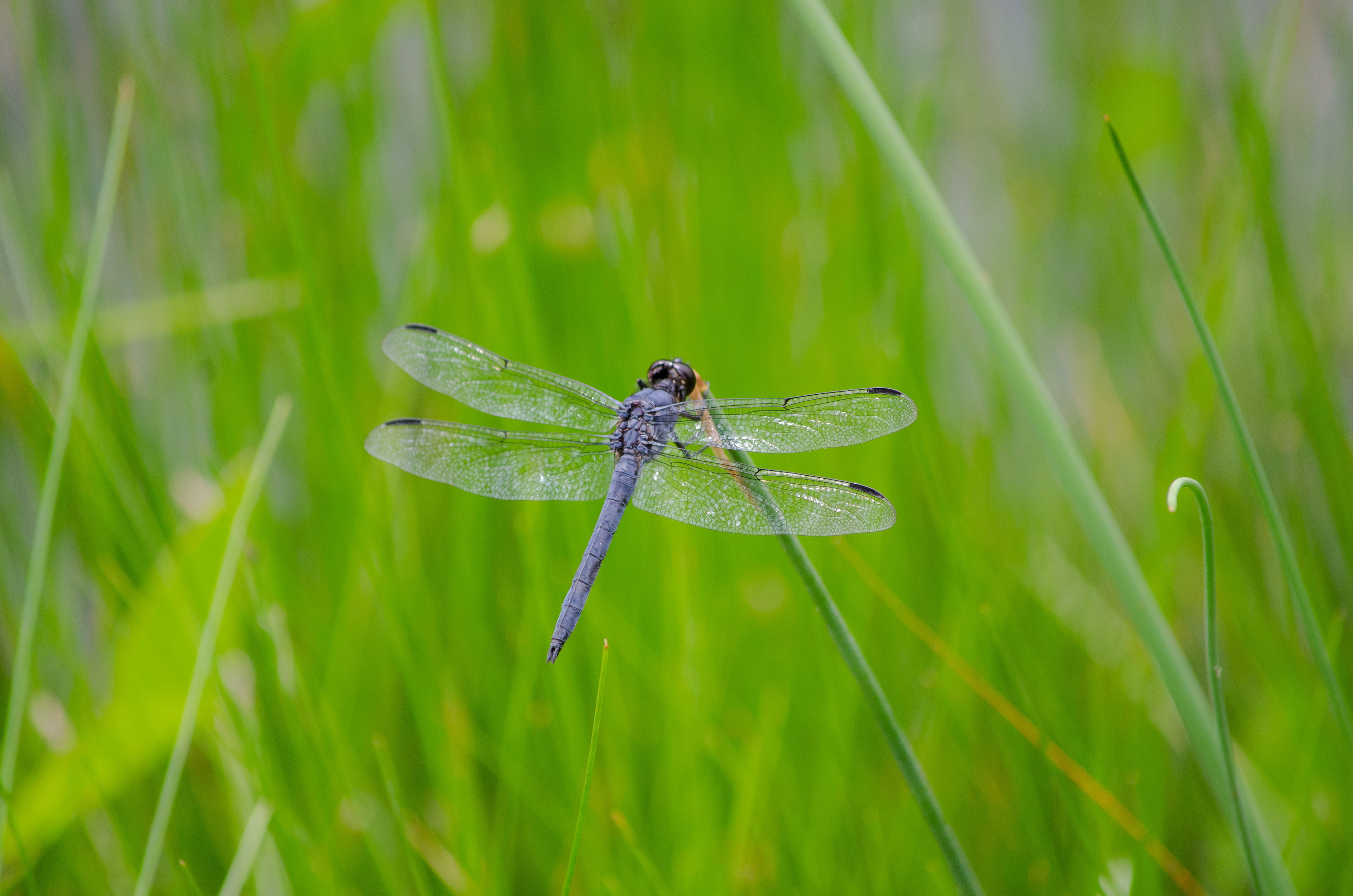Slaty Skimmer July 17, 2018 Muriel Hepner Nature Park, NJ USA