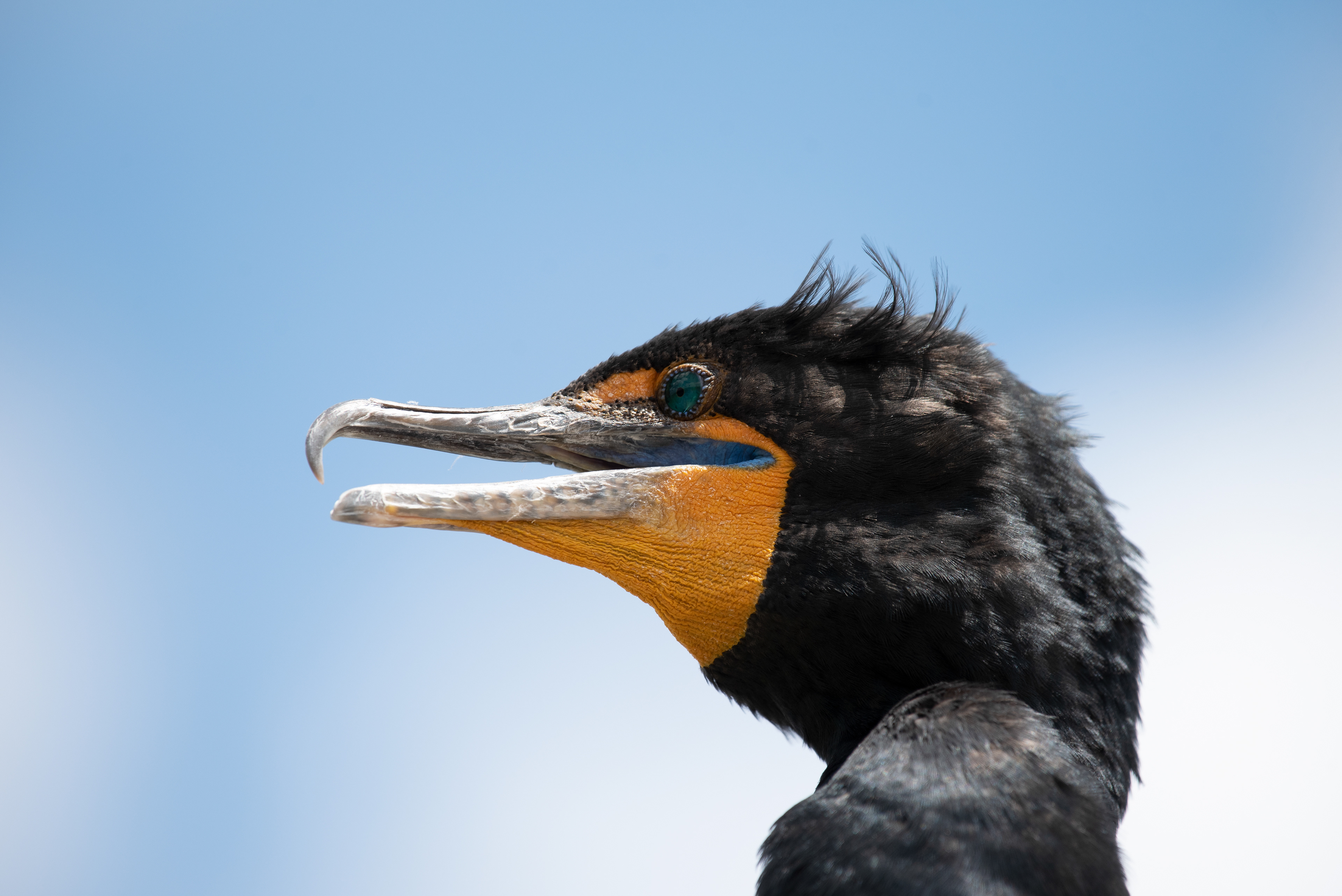 Double Crested Cormorant, Mar 17, 2020 Everglades National Park, FL USA