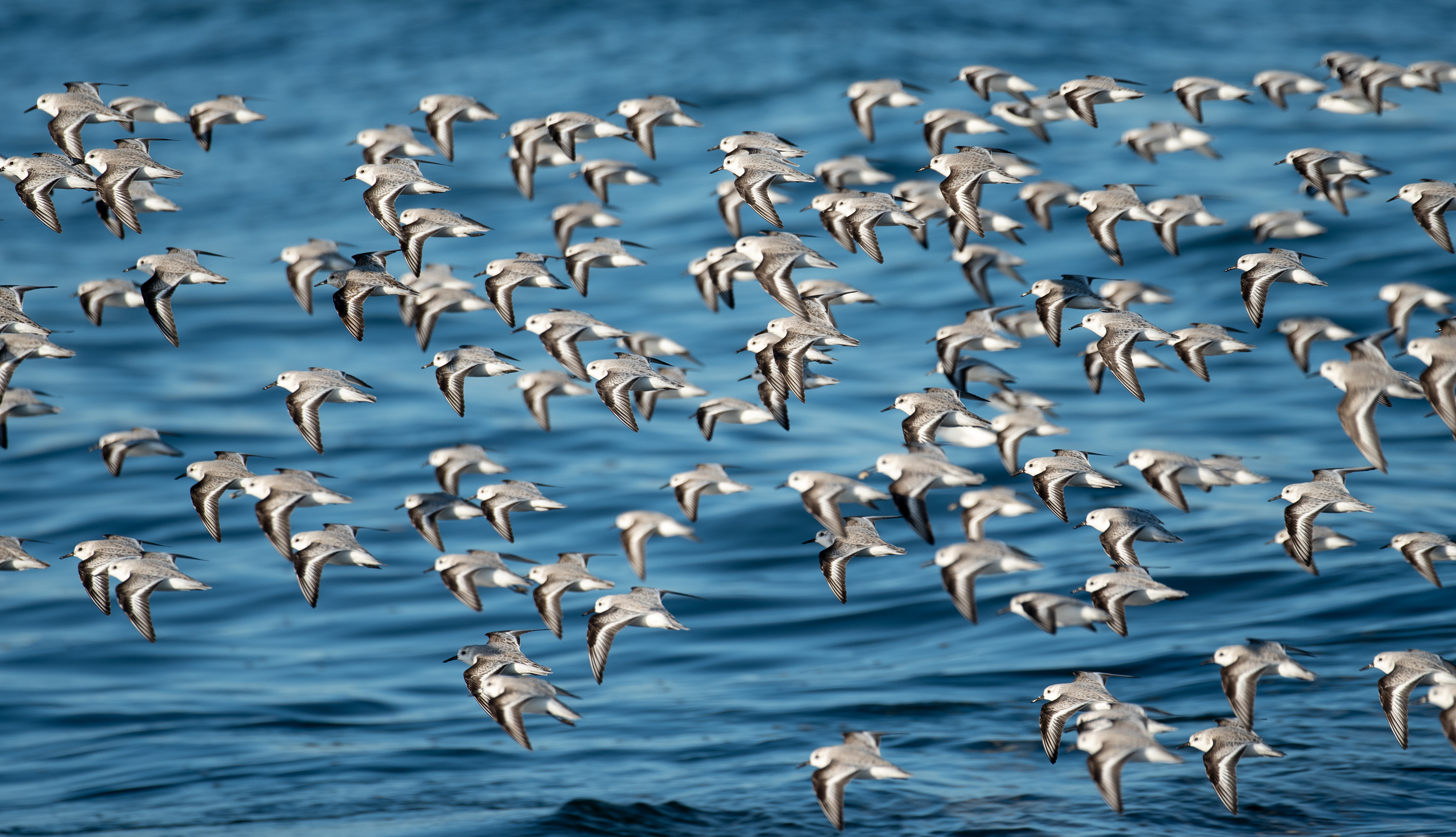 Sanderling Nov 29, 2020 Sandy Hook, NJ USA