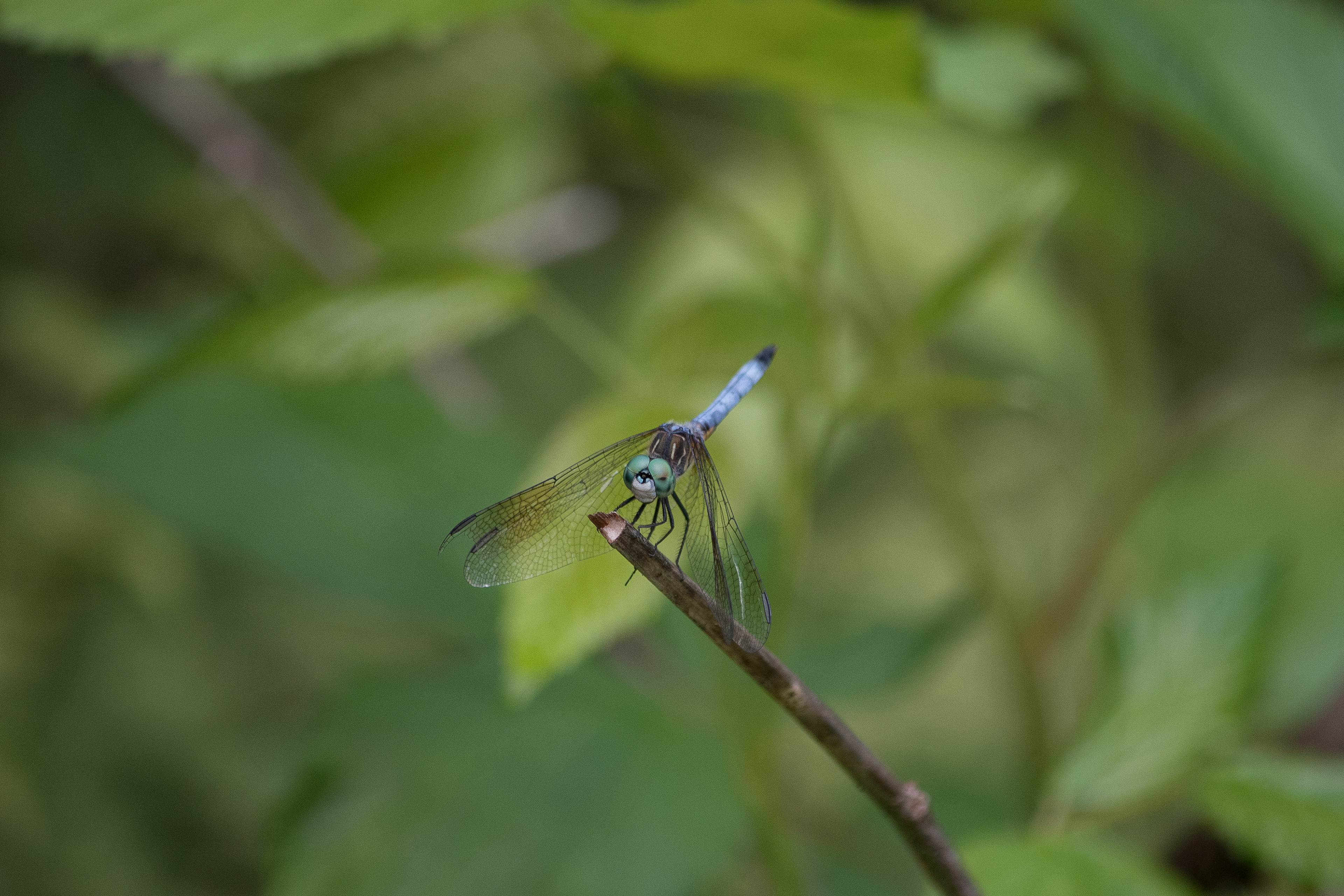 Blue Dasher July 23, 2019 Jefferson, ME USA