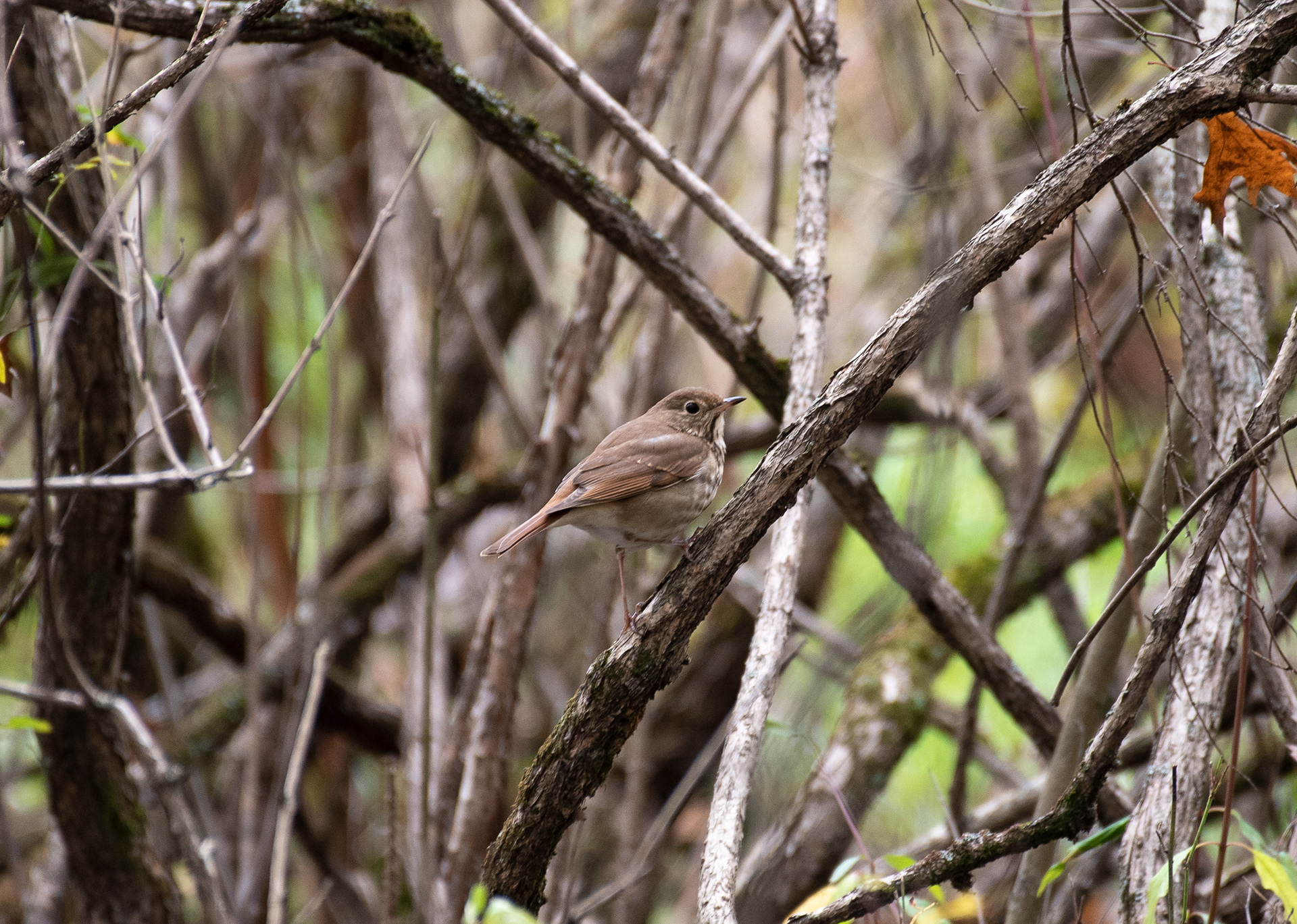 Hermit Thrush Oct 27, 2020 Lord Stirling Park, NJ USA