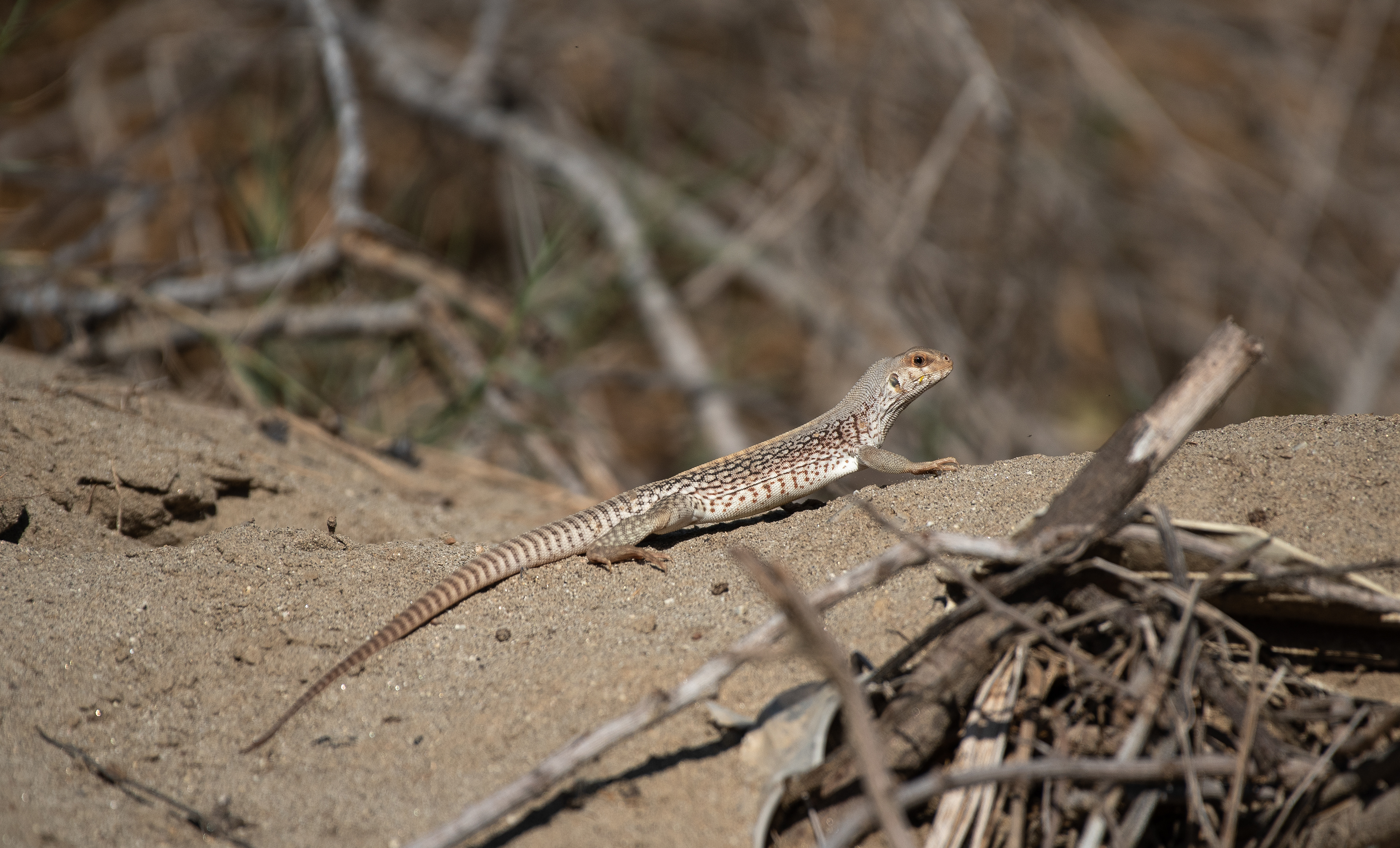Desert Iguana Aug 19, 2022 San Jose Del Cabo, MX