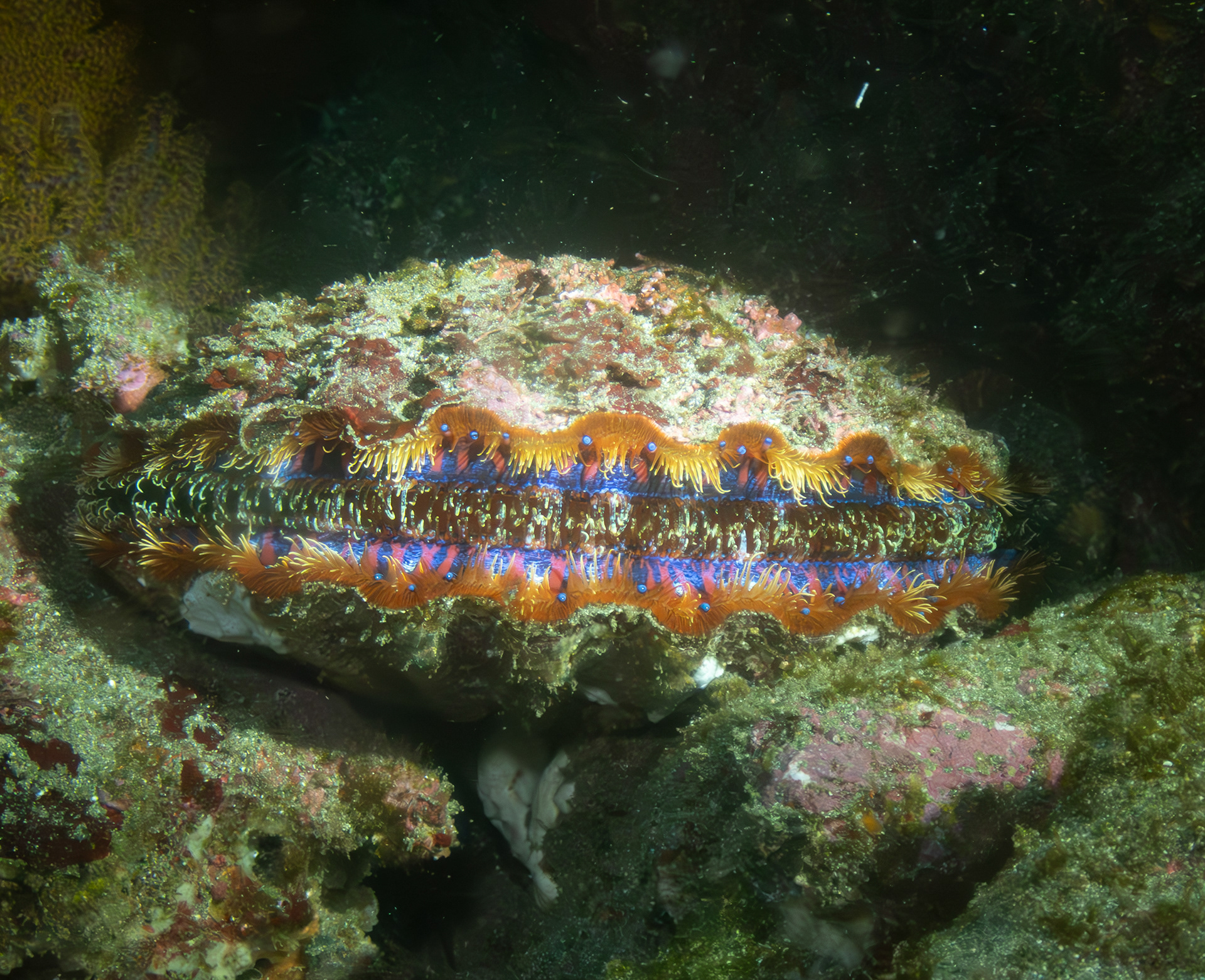 Magnificent Scallop Aug 23, 2023 Isabella Island, Galapagos, Ecuador