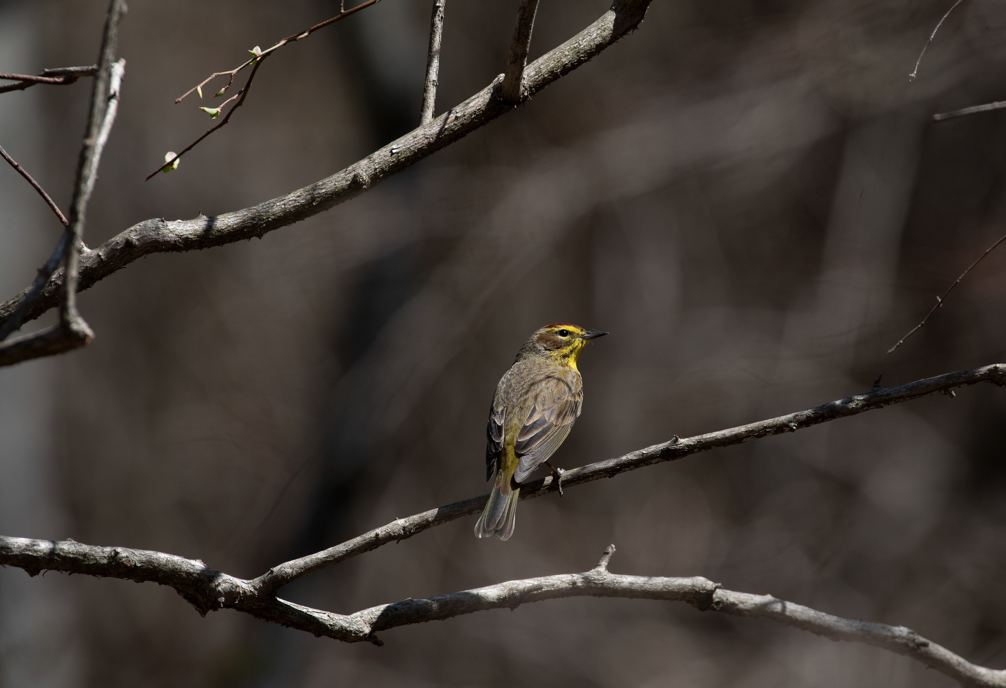 Palm Warbler Apr 18, 2025 Lord Stirling Park, NJ USA