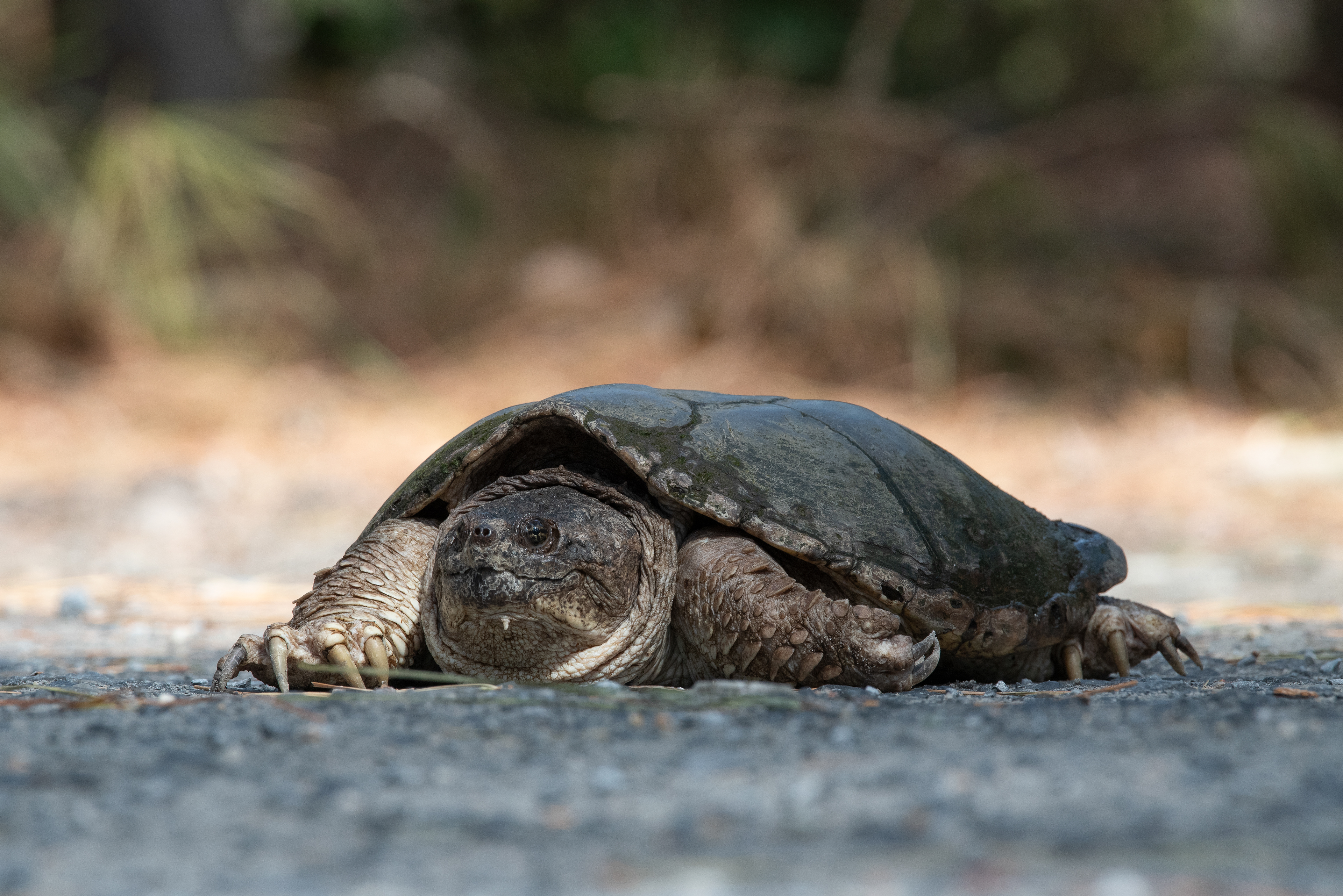 Common Snapping Turtle Mar 31, 2026 Assawoman WMA, DE USA
