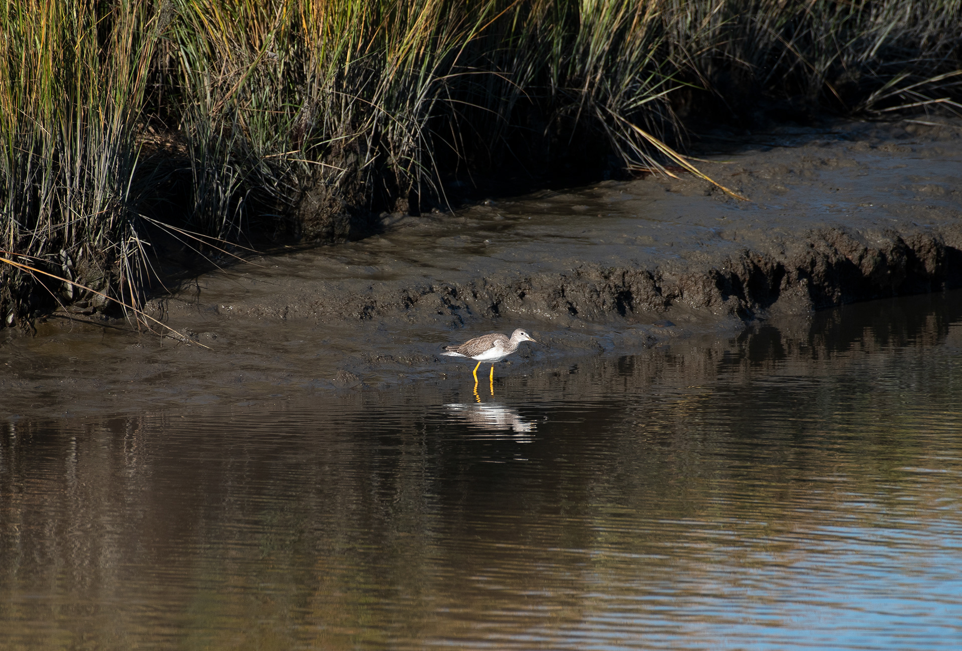 Greater Yellowlegs Oct 17, 2022 Edwin B Forsythe NWR, NJ USA