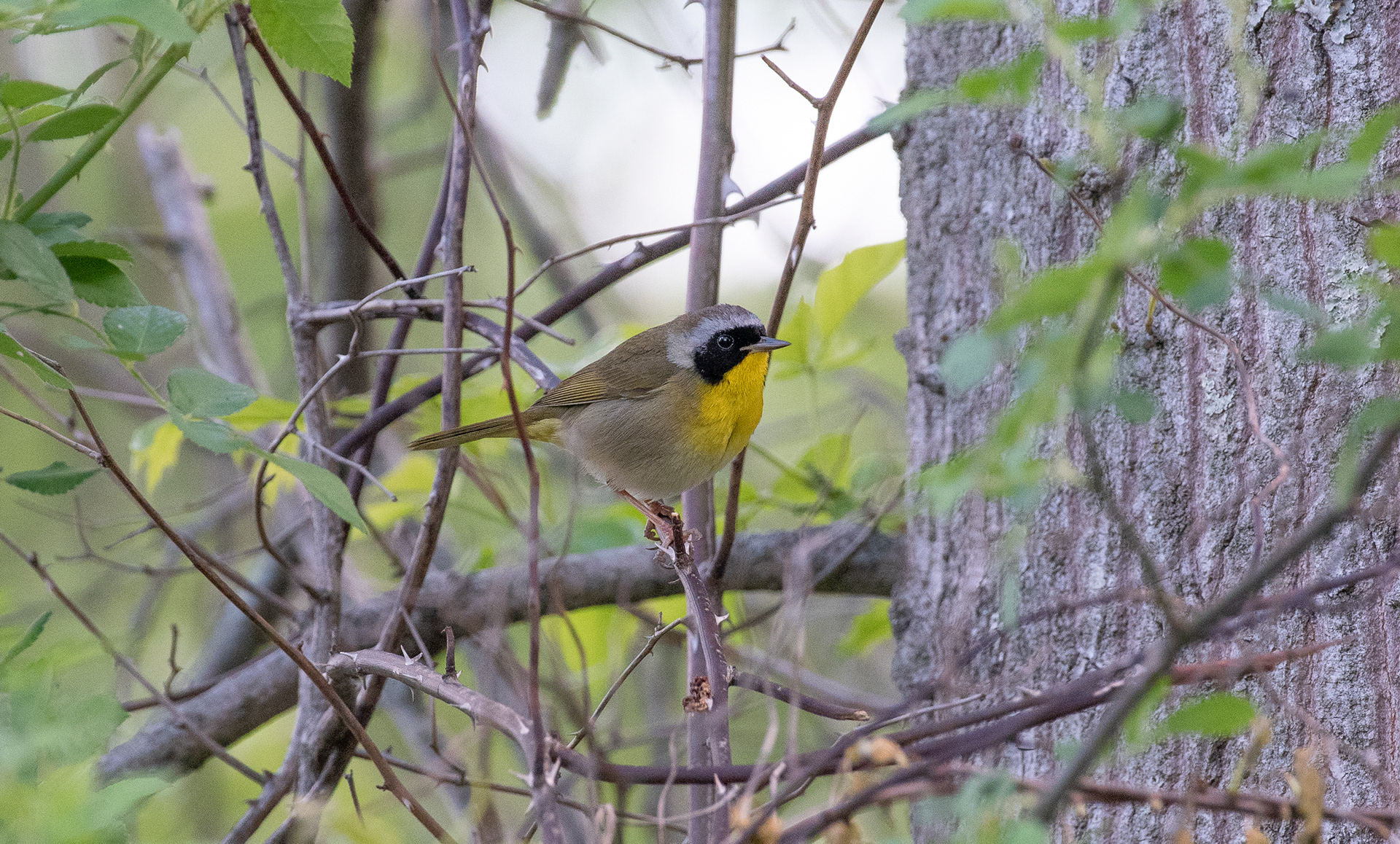 Common Yellow Throat May 7, 2026 Glenhurst Meadows, Warren, NJ USA