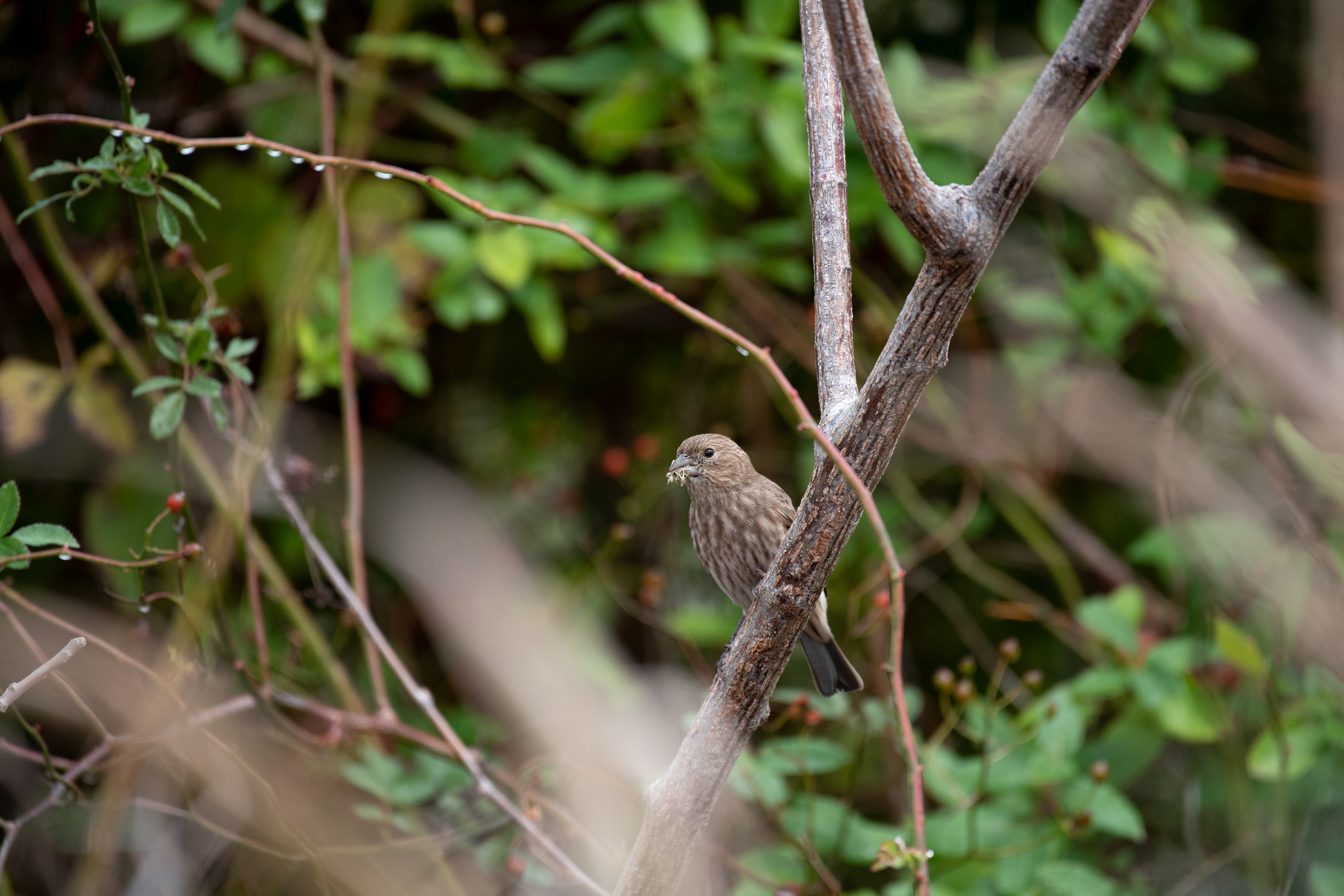 House Finch Oct 23, 2020 Cape May, NJ USA