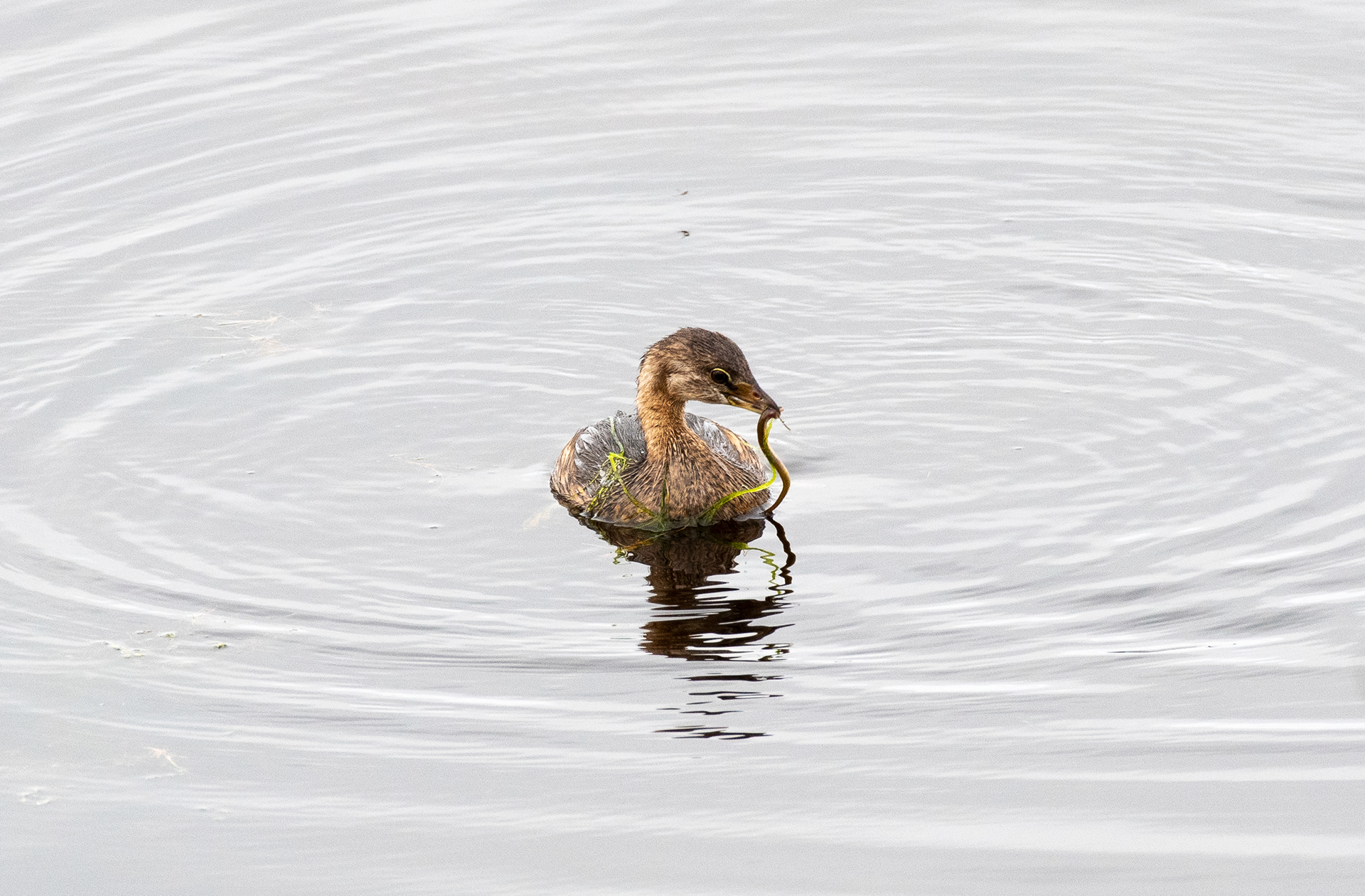 Pied Billed Grebe Oct 23, 2020 Cape May, NJ USA