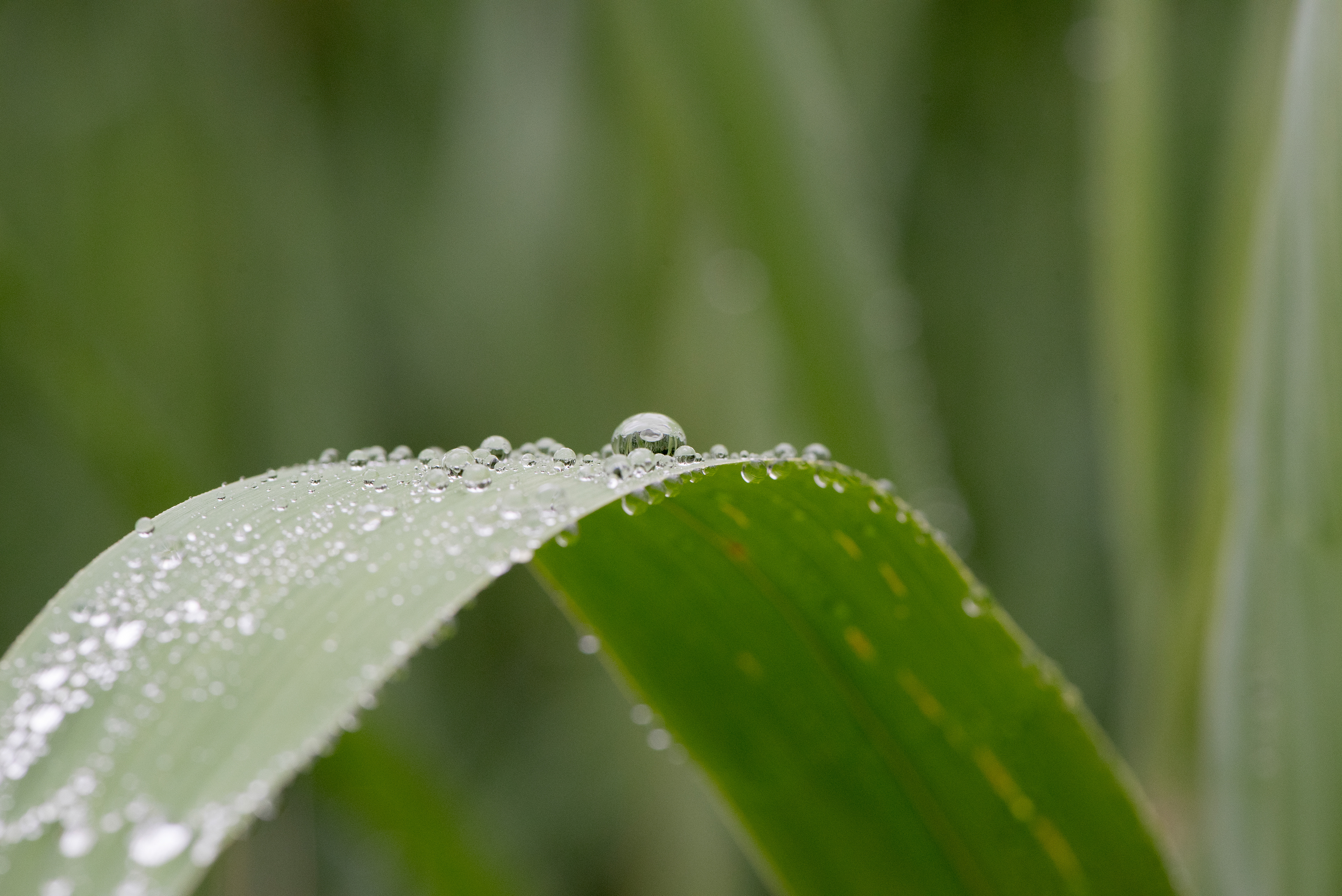 Water Droplets June 19, 2019 Basking Ridge, NJ USA