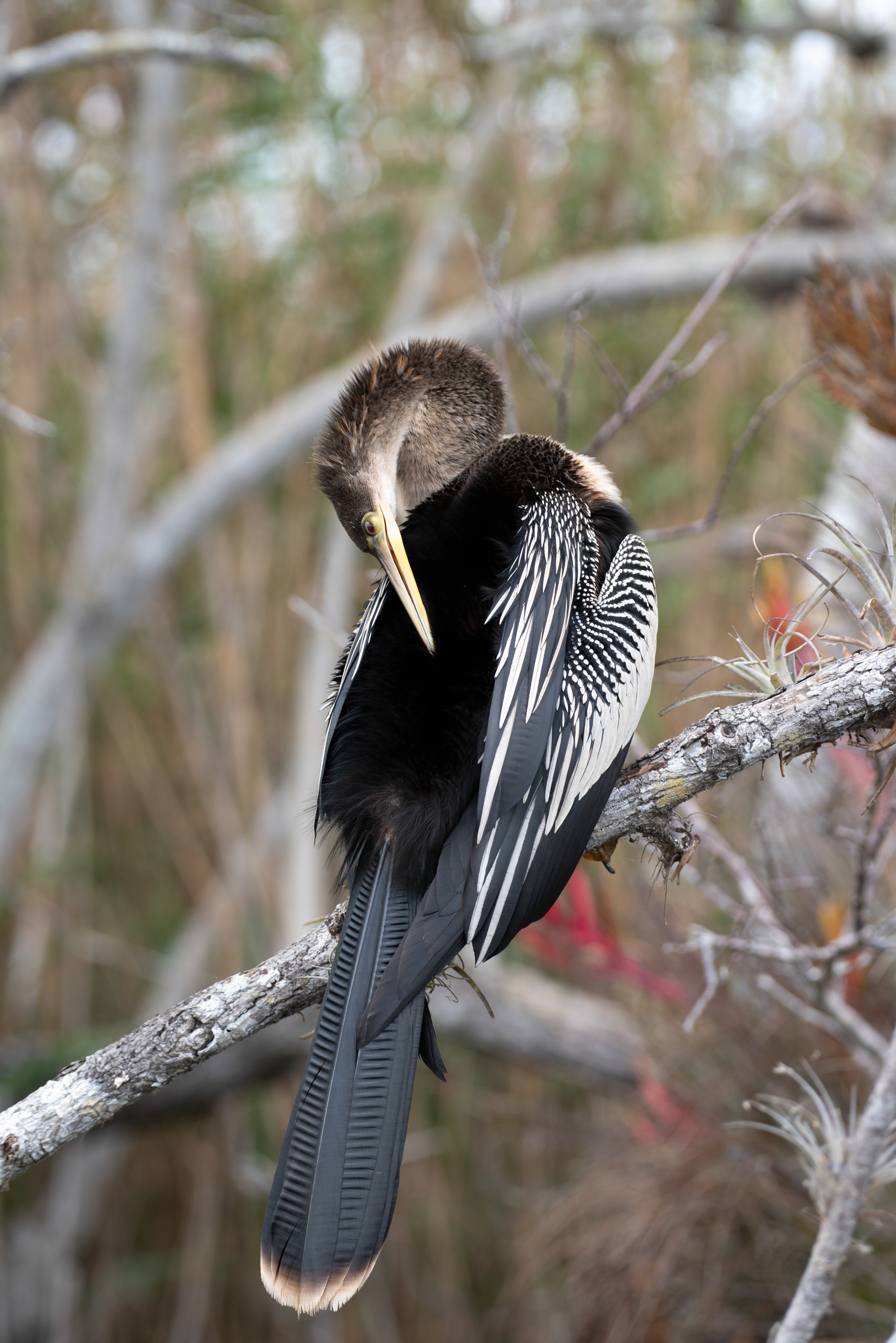 Anhinga Mar 17, 2020 Everglades National Park, FL USA