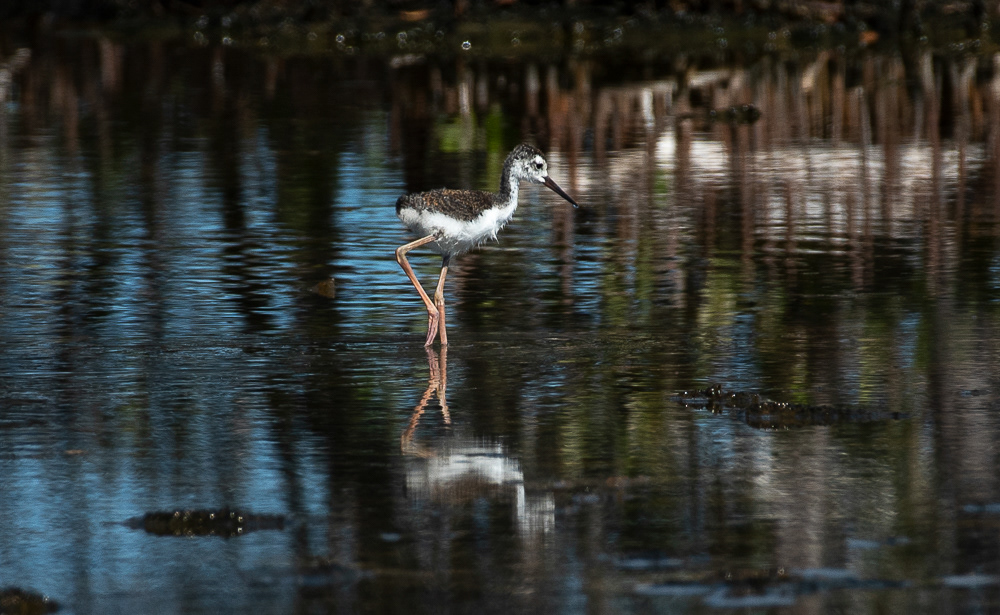 Juvenile Black Necked Stilt Aug 15, 2025 Bonaire