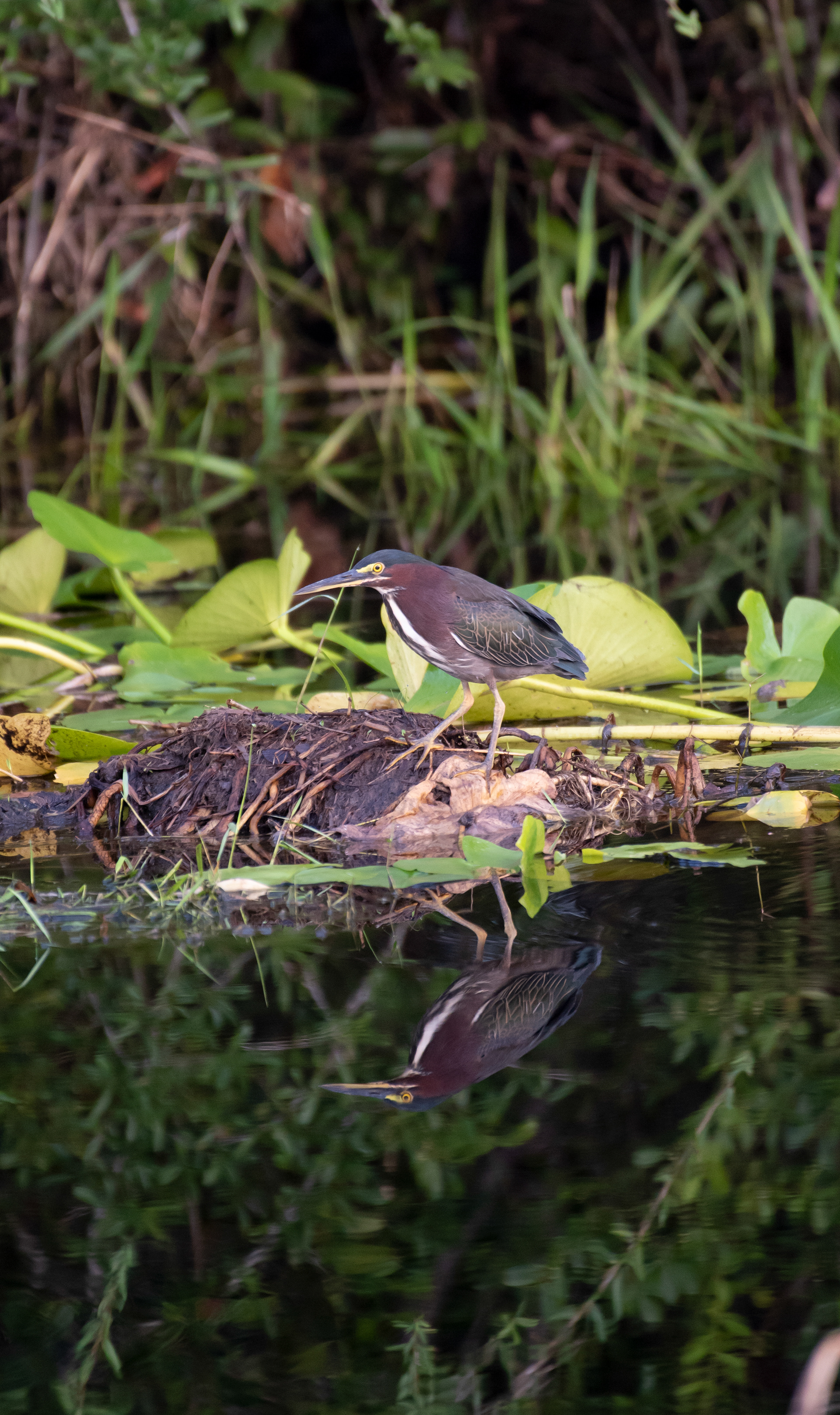 Green Heron Aug 21, 2021 Stephen C Foster State Park, GA USA