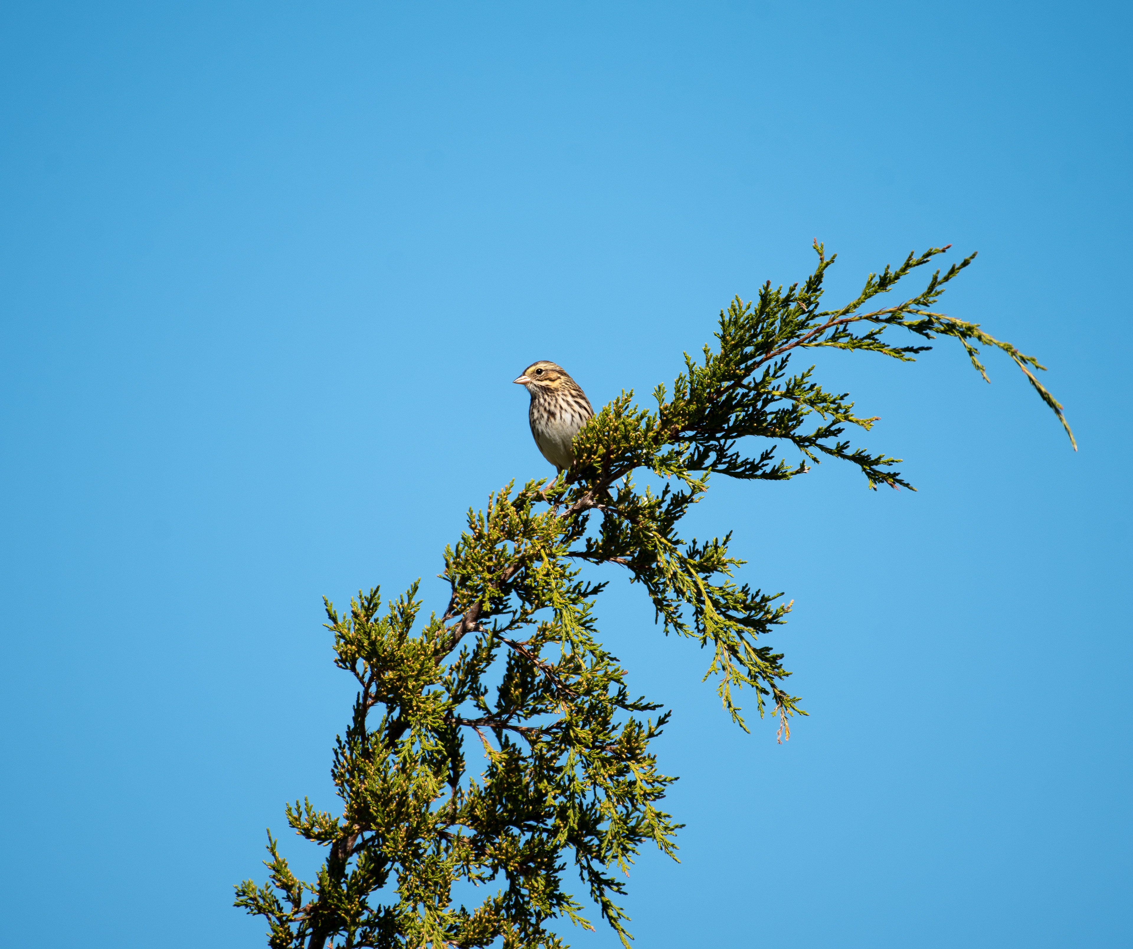 Savannah Sparrow Oct 17, 2020 Edwin B Forsythe NWR, NJ USA
