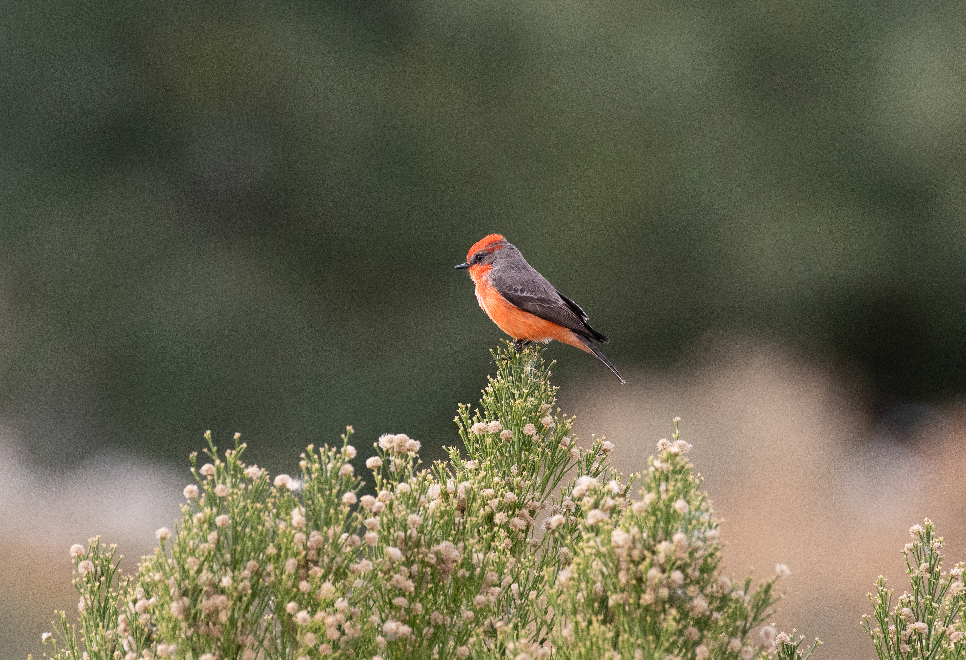 Vermilion Flycatcher Nov 27, 2025 Sweetwater Wetlands, Tucson, AZ USA