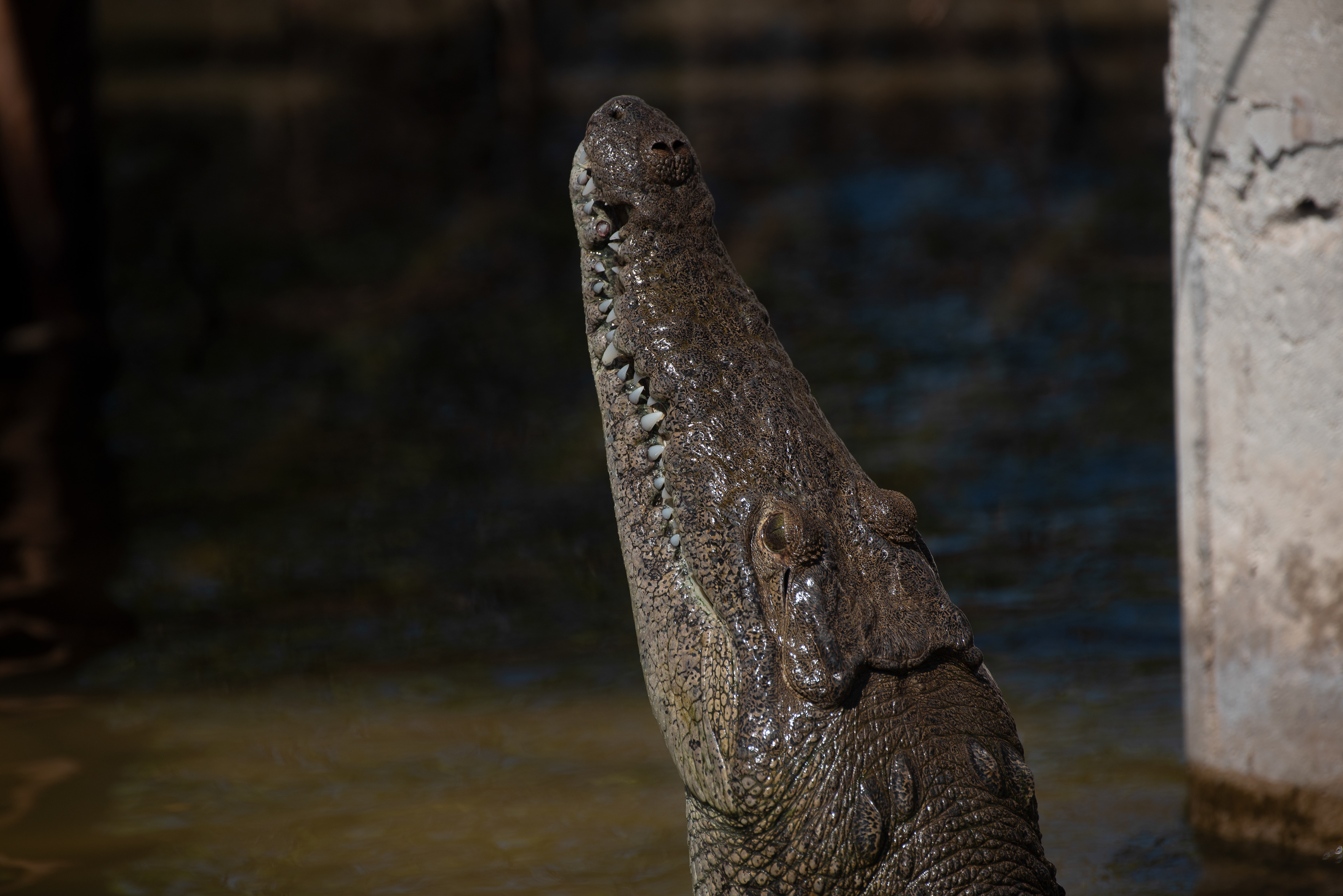 American Crocodile Aug 23, 2019 Cozumel, MX