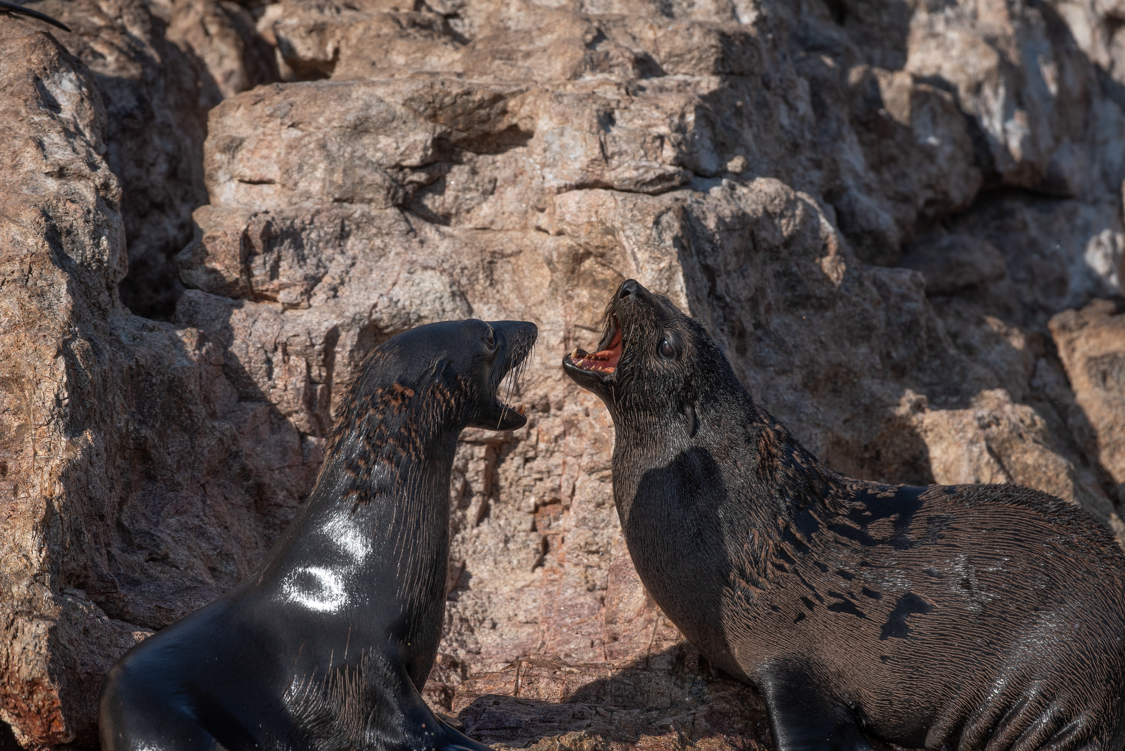 Guadalupe Fur Seal Aug 13, 2022 La Paz, MX