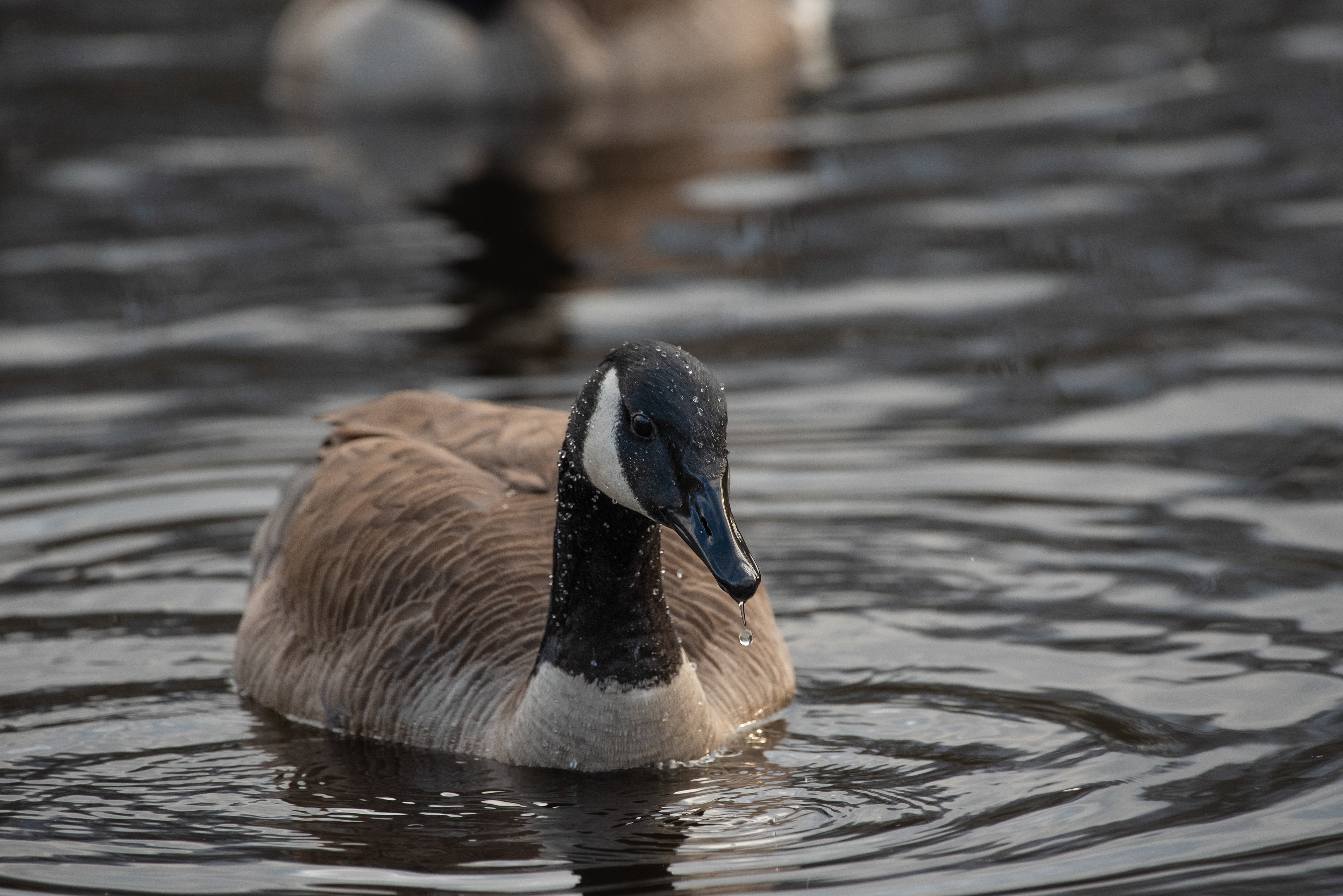 Canada Goose Jan 18, 2023 Muriel Hepner Park, NJ USA