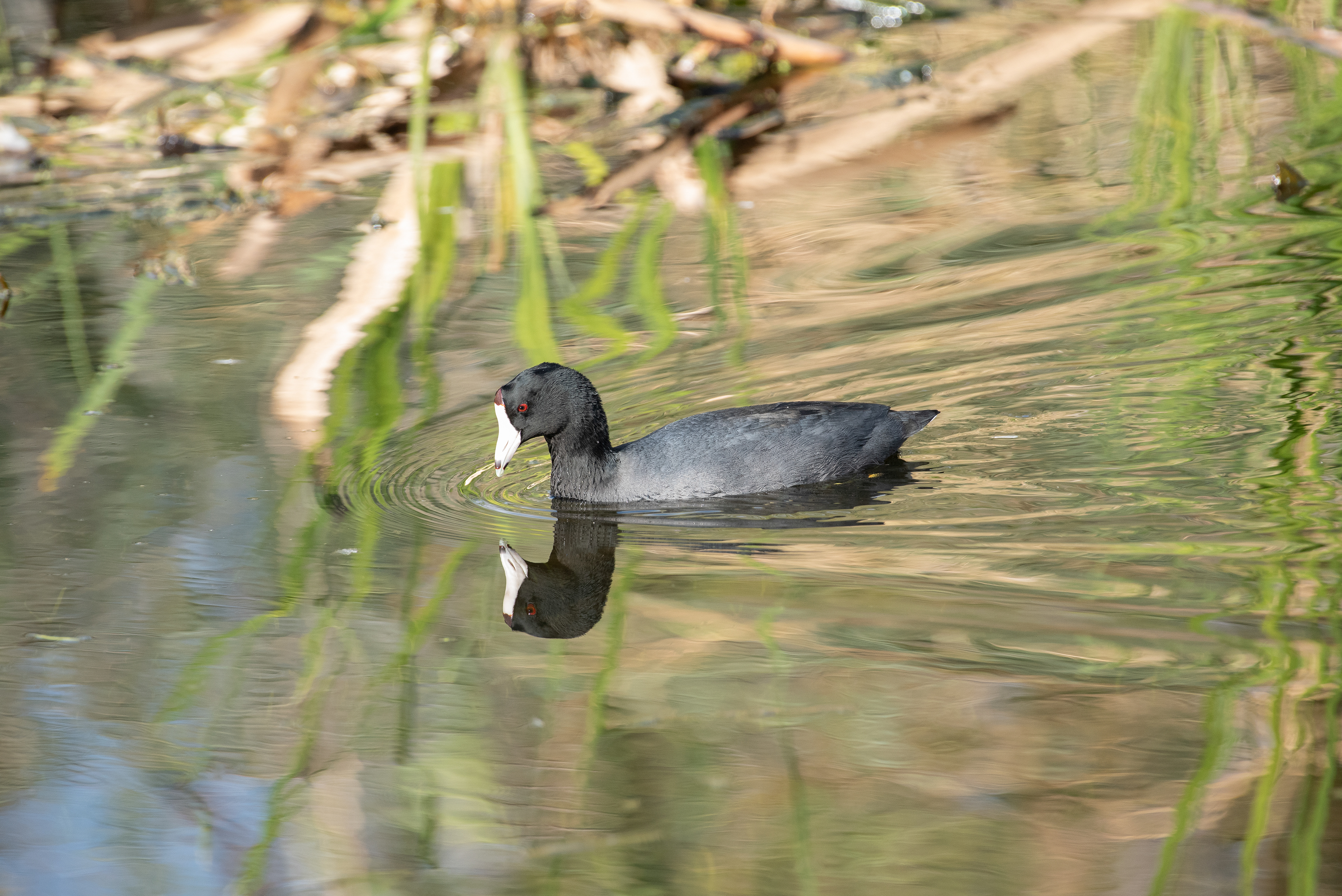 American Coot Nov 27, 2025 Sweetwater Wetlands, Tucson, AZ USA