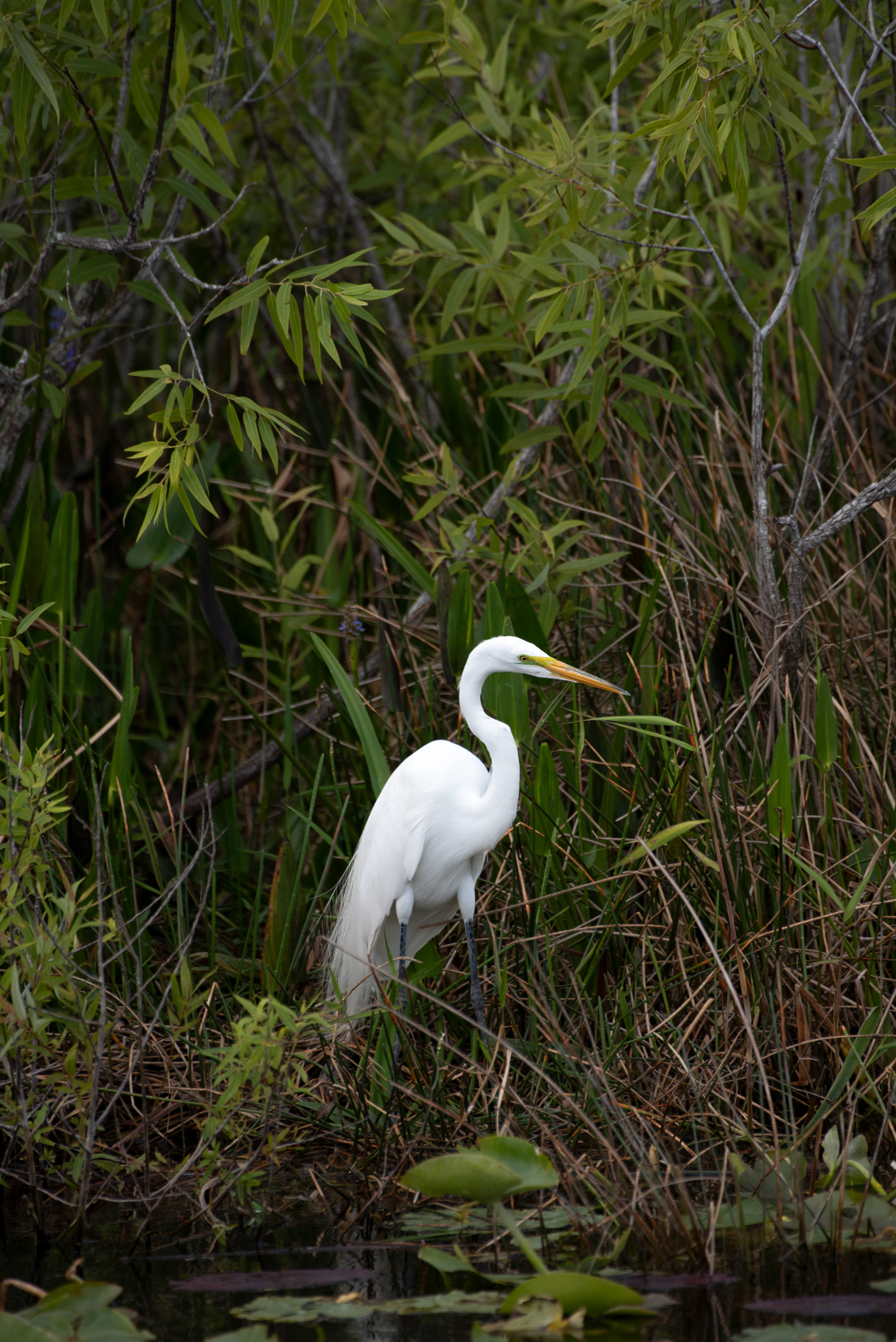 Great Egret Mar 17, 2020 Everglades National Park, FL USA