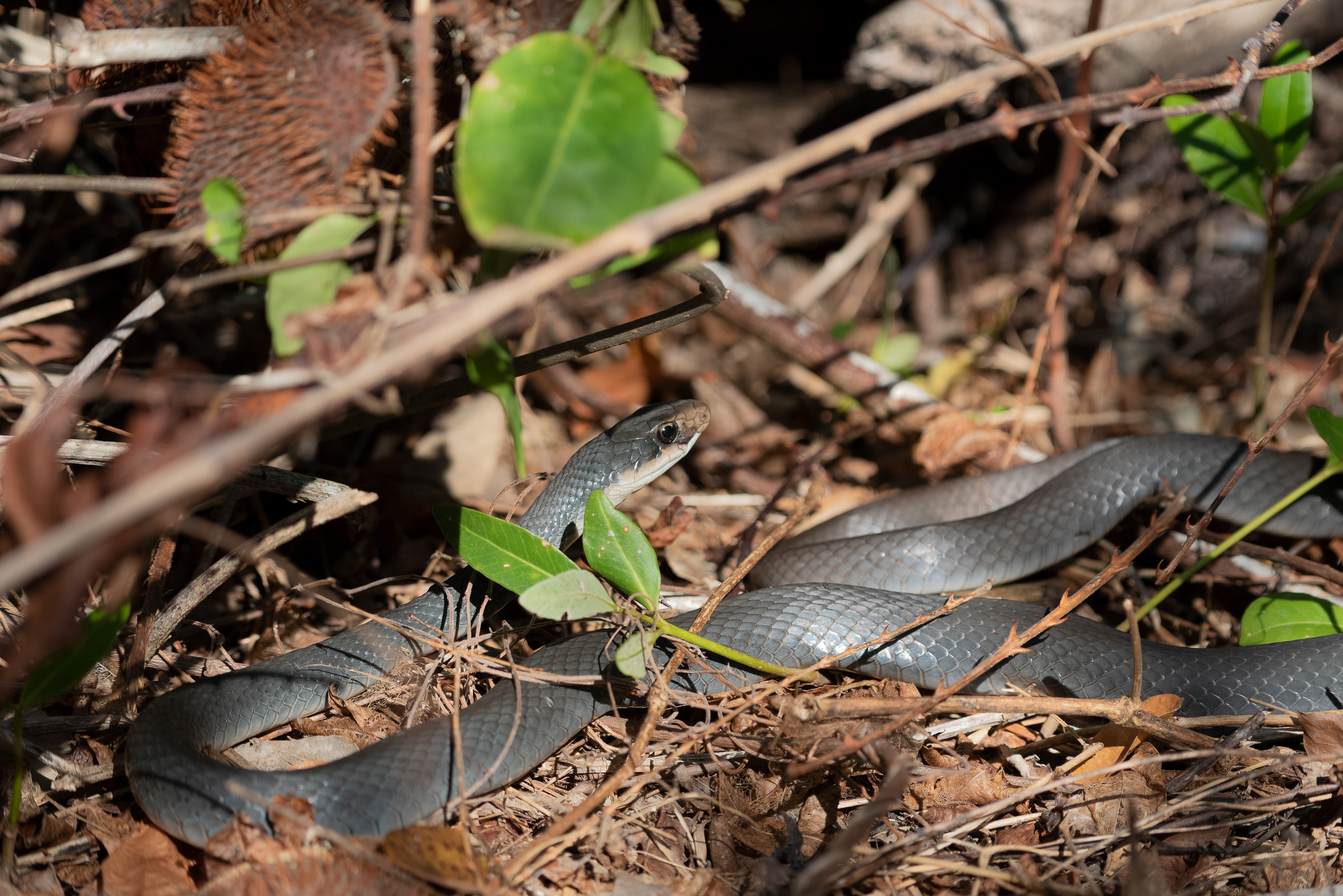 Everglades Racer Mar 18, 2020 Everglades National Park, NJ USA